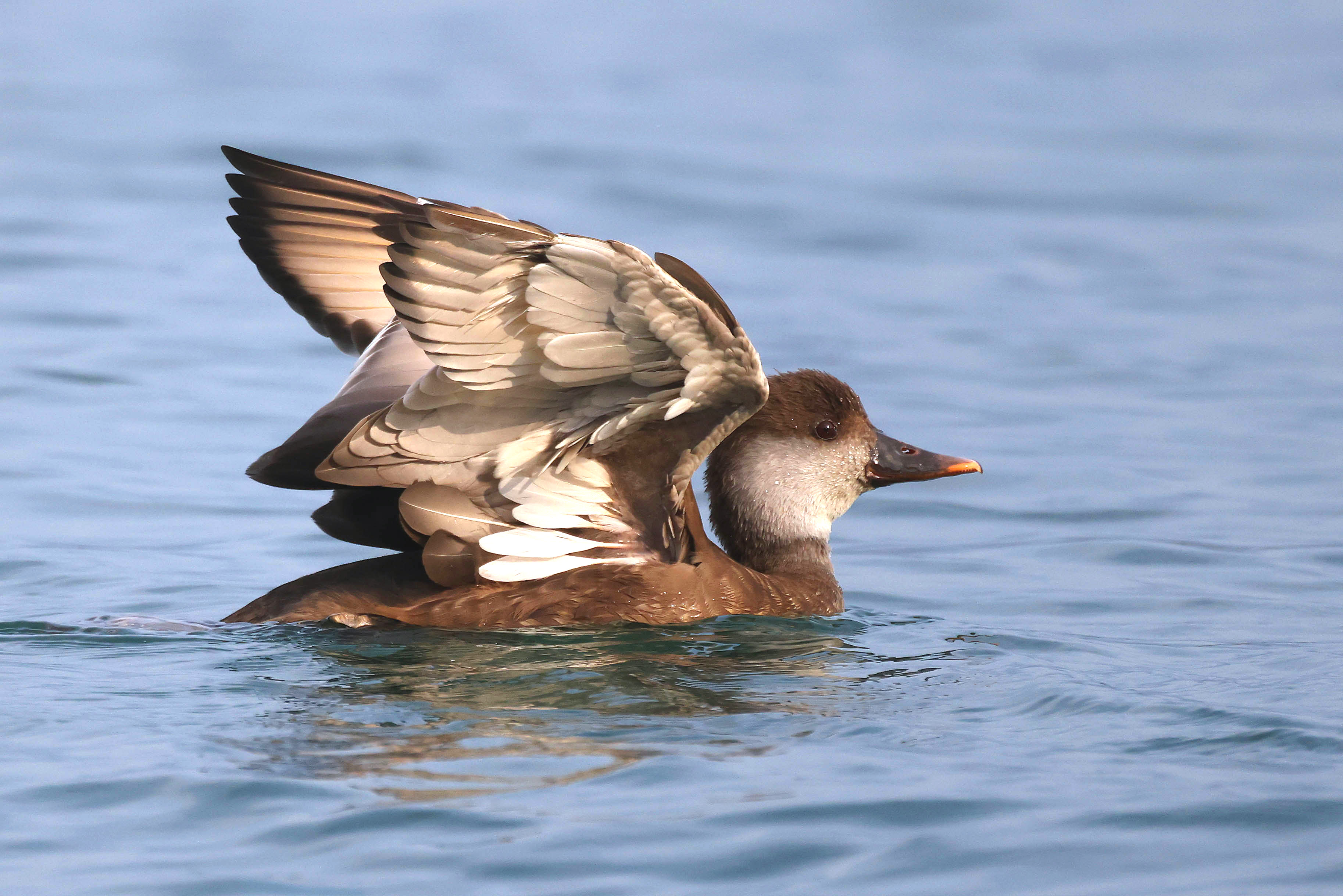 Hełmiatka, Netta rufina, Red crested pochard, Die Kolbenente, Красноносый нырок