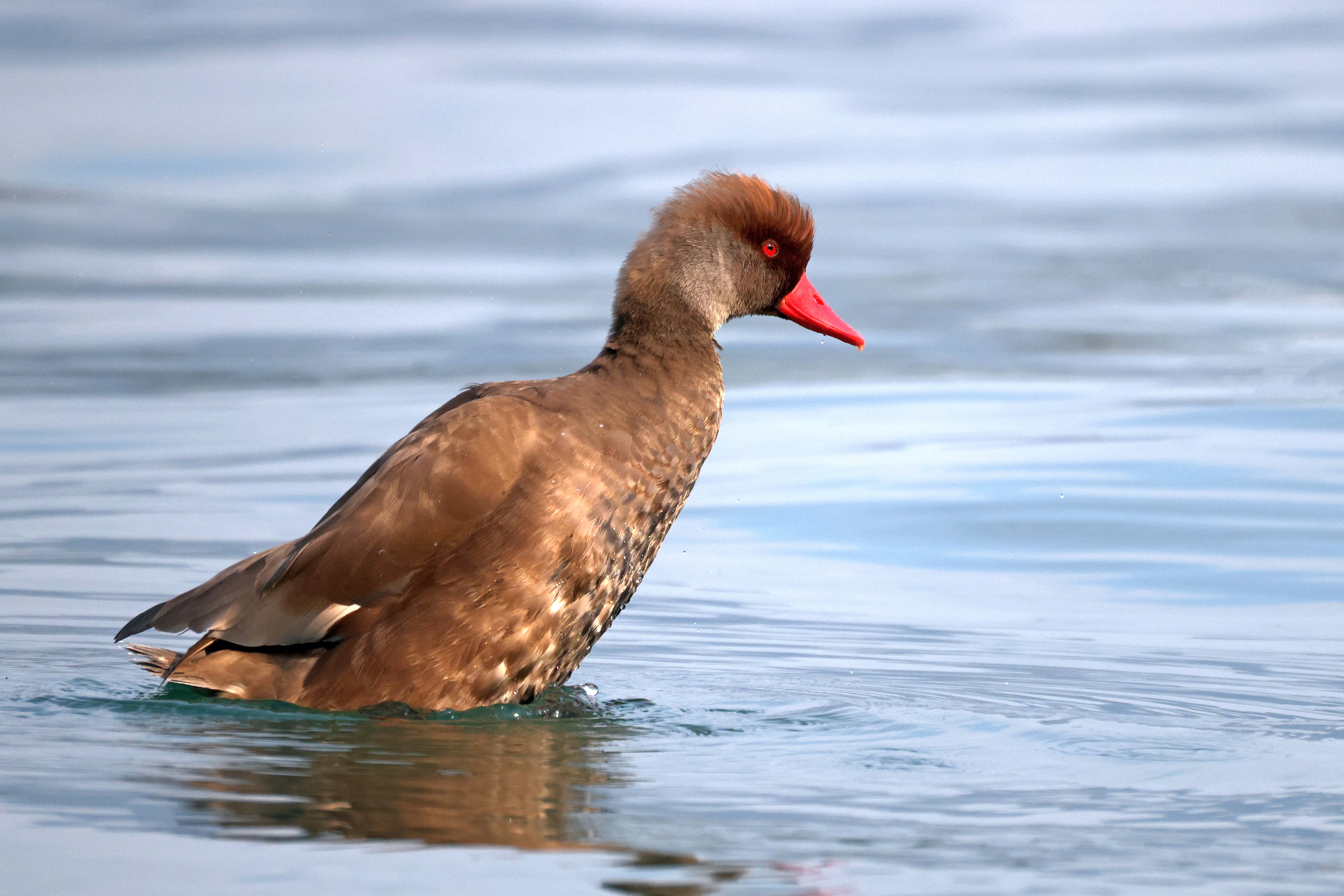 Hełmiatka, Netta rufina, Red crested pochard, Die Kolbenente, Красноносый нырок