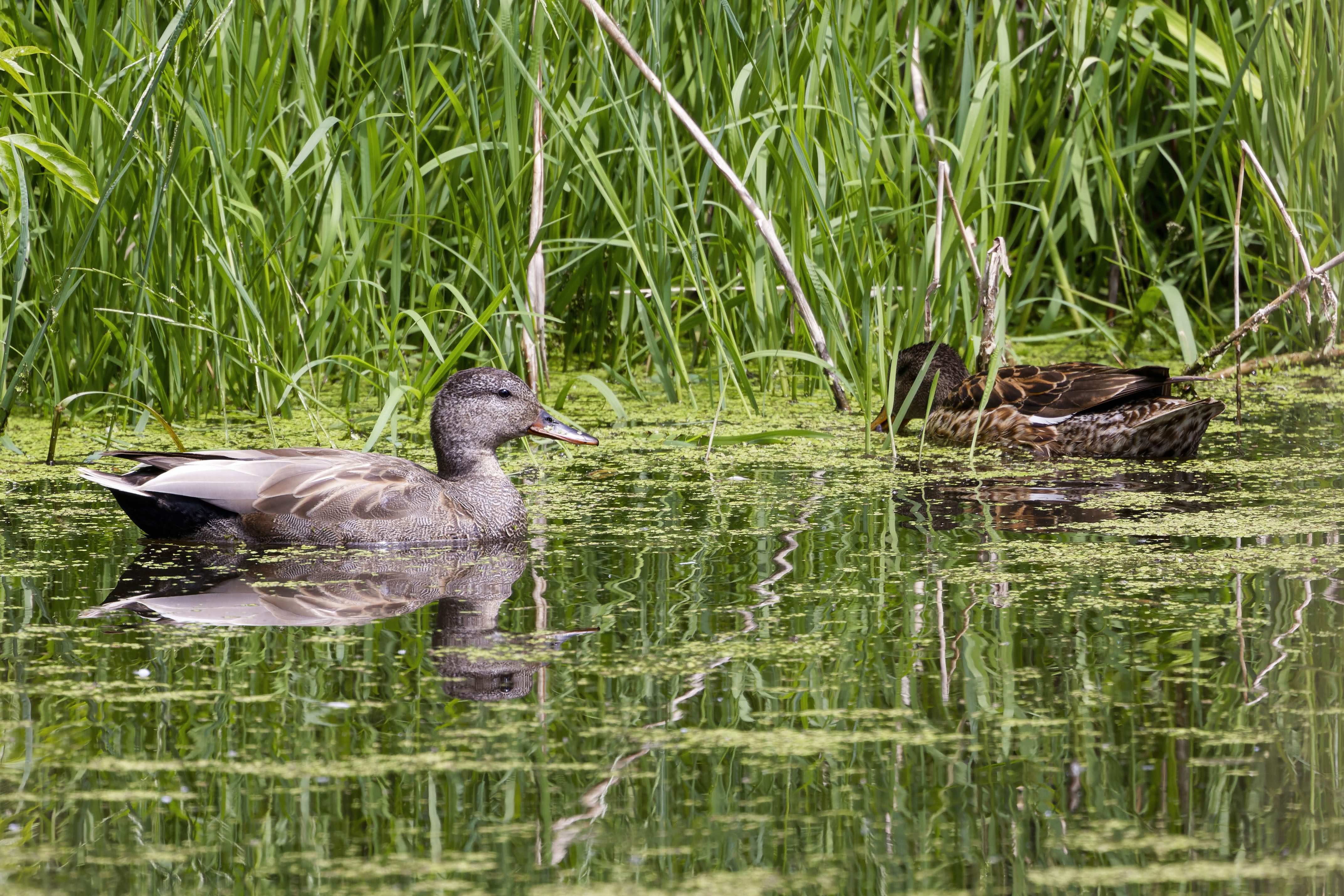 Krakwa, Mareca strepera, Gadwall, Die Schnatterente, Серая утка