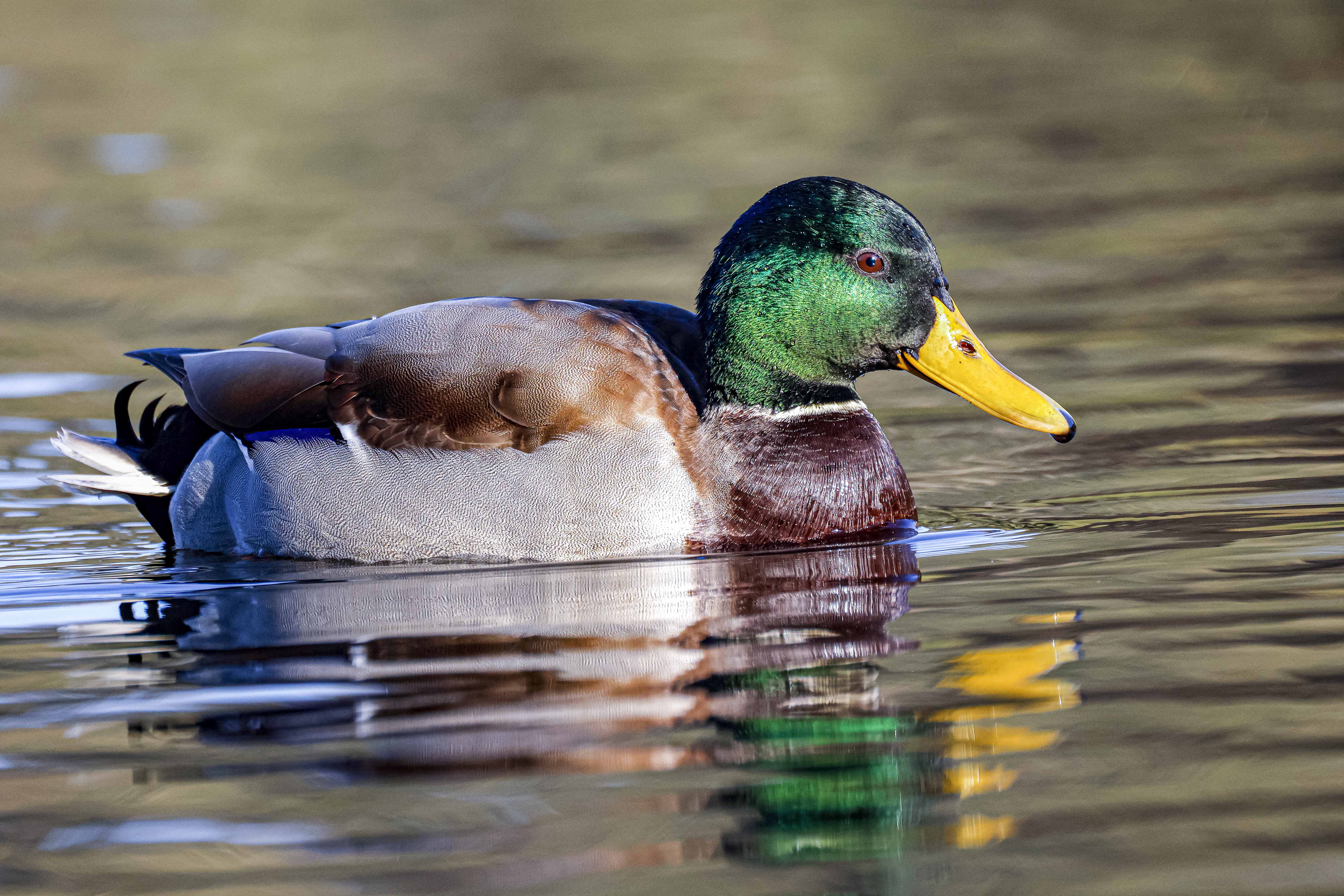 Krzyżówka, Anas platyrhynchos, Mallard, Die Stockente, Кряква