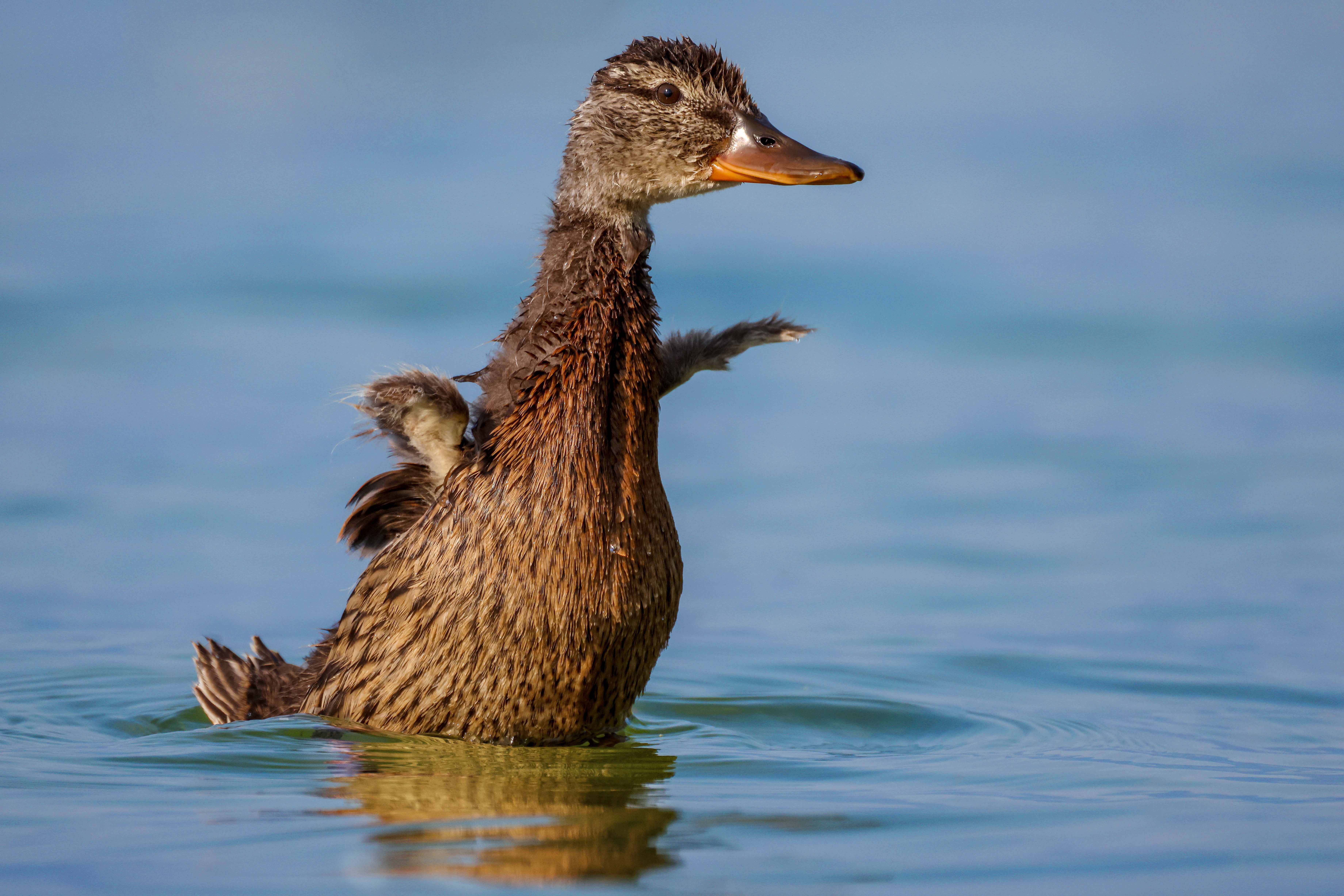 Krzyżówka, Anas platyrhynchos, Mallard, Die Stockente, Кряква