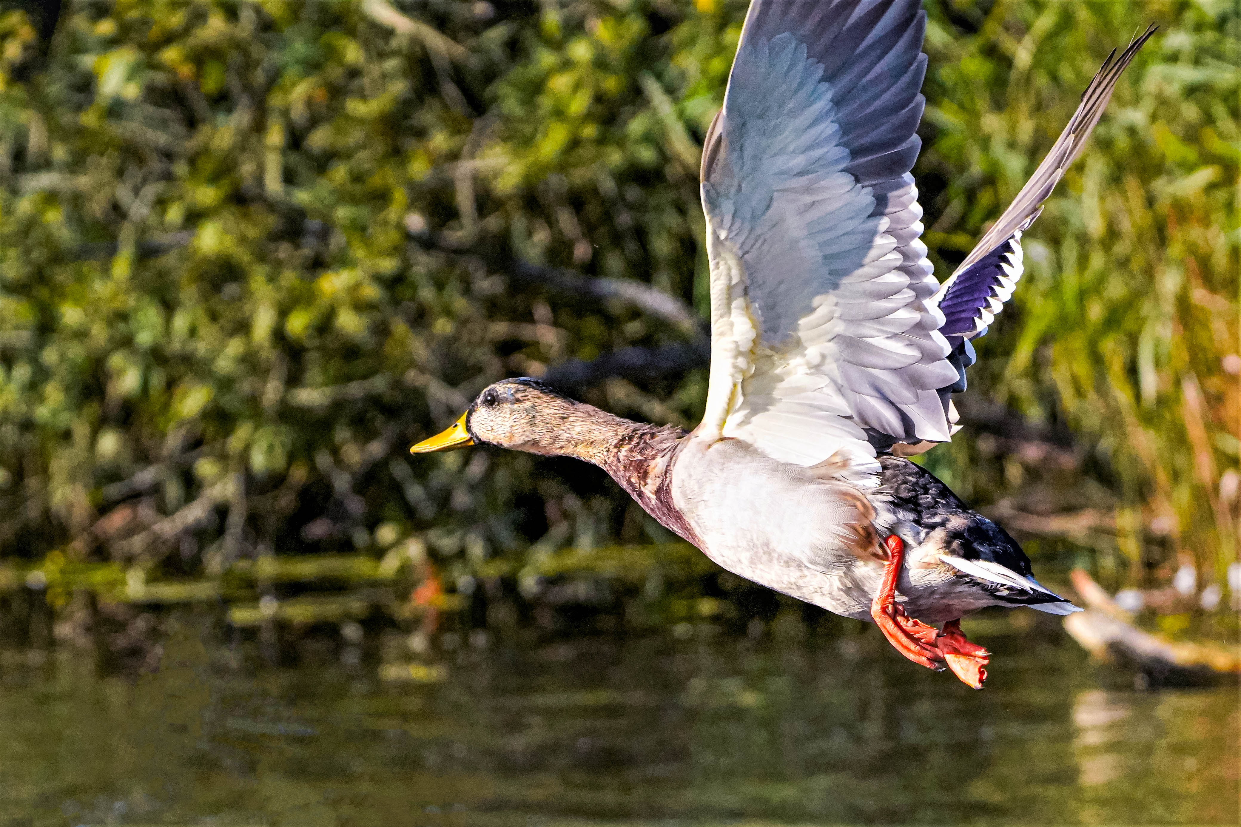 Krzyżówka, Anas platyrhynchos, Mallard, Die Stockente, Кряква