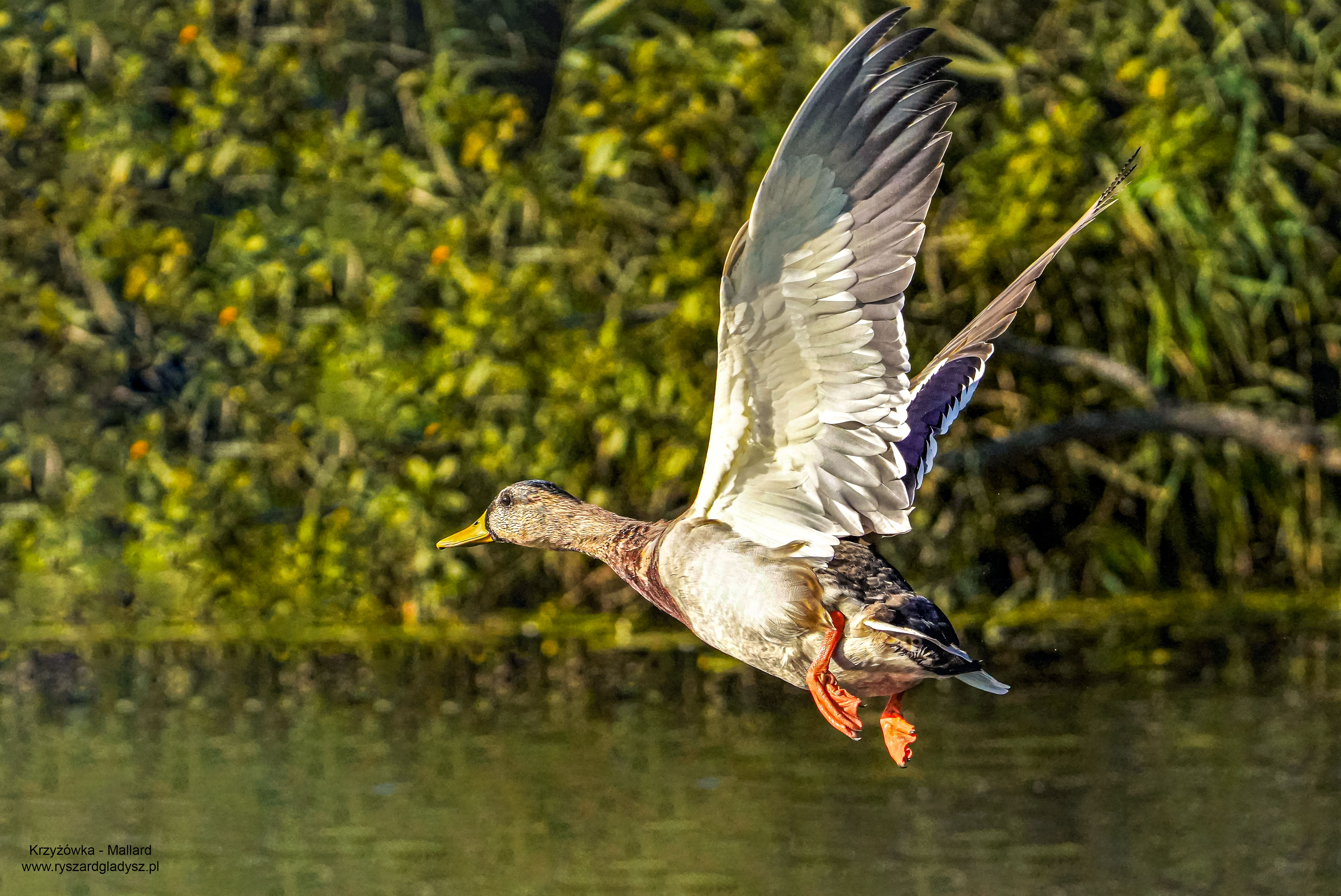 Krzyżówka, Anas platyrhynchos, Mallard, Die Stockente, Кряква