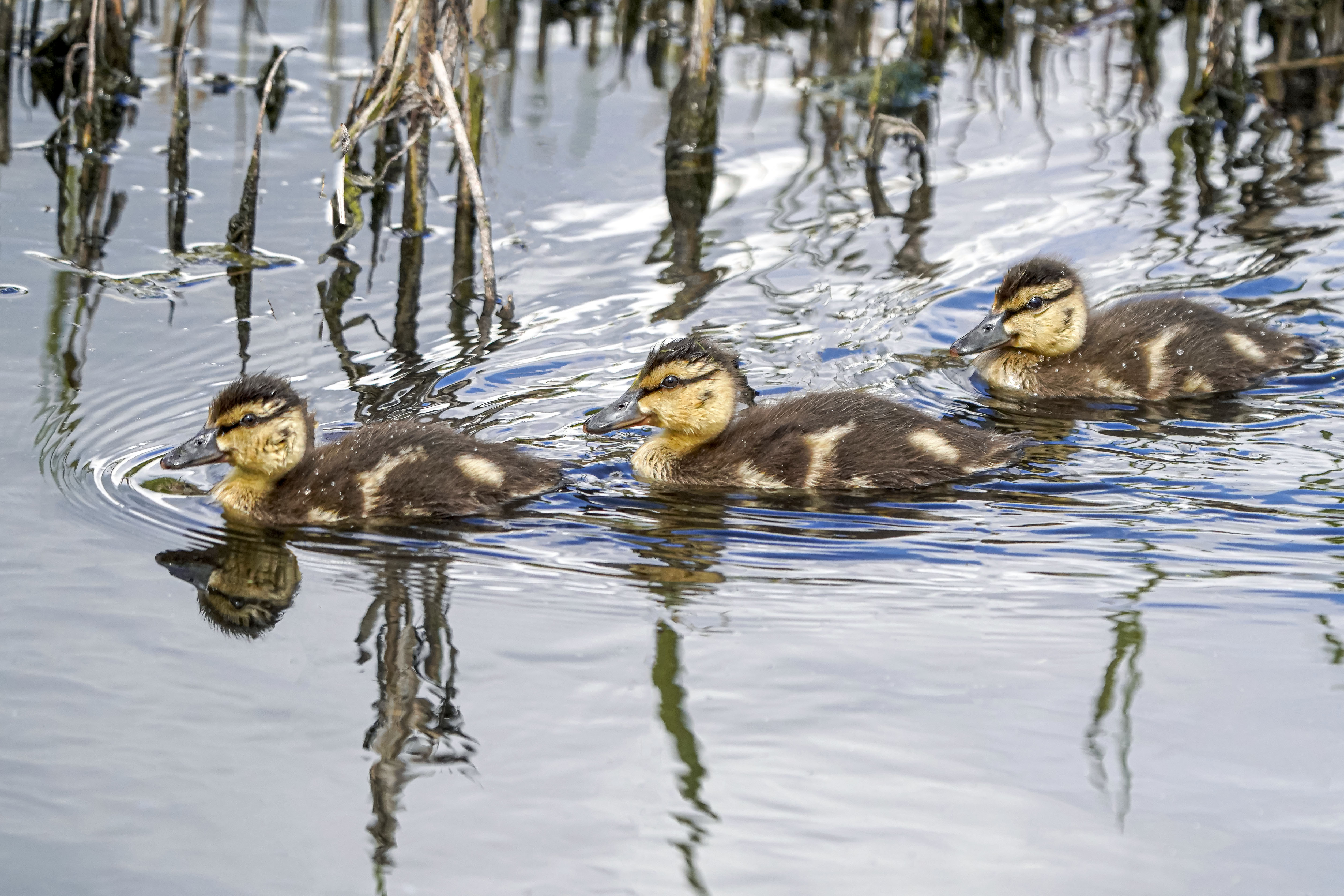 Krzyżówka, Anas platyrhynchos, Mallard, Die Stockente, Кряква