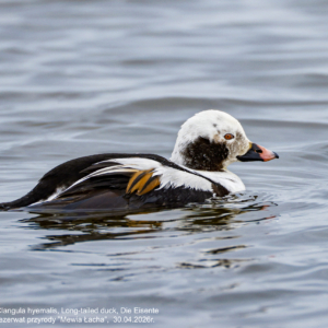 Lodówka, Clangula hyemalis, Long-tailed duck, Die Eisente