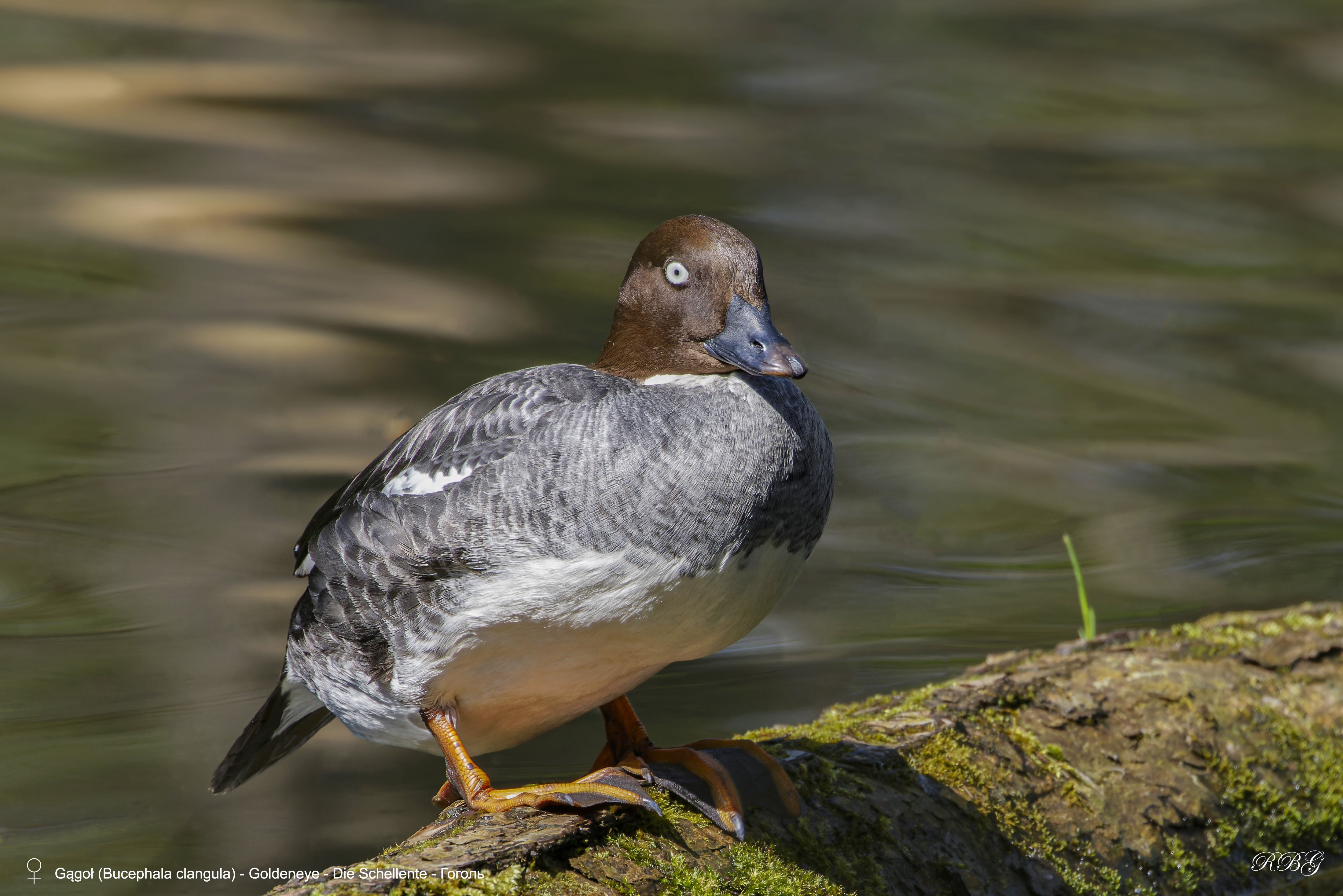 Gągoł, Bucephala clangula, Goldeneye, Die Schellente, Гоголь