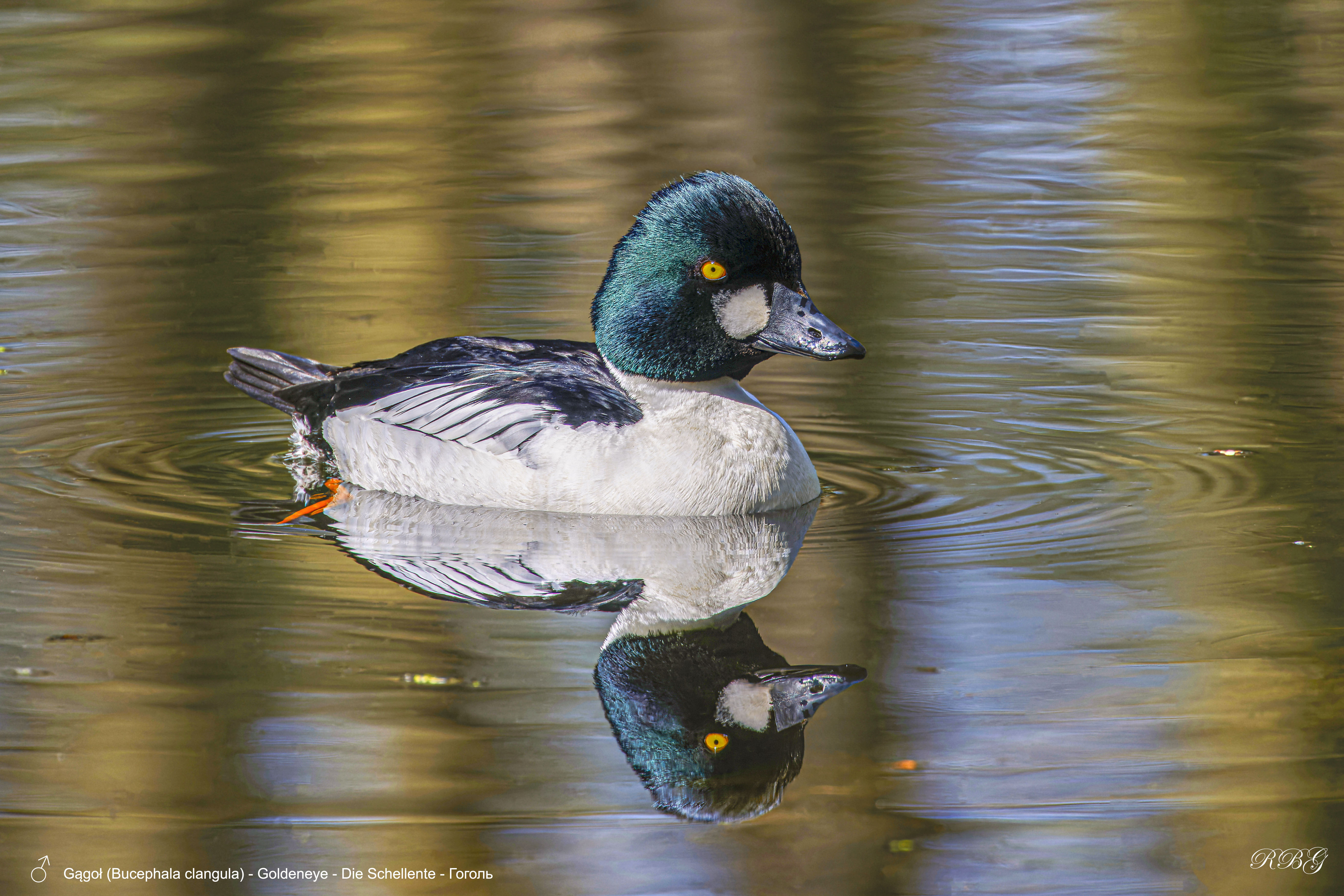 Gągoł, Bucephala clangula, Goldeneye, Die Schellente, Гоголь