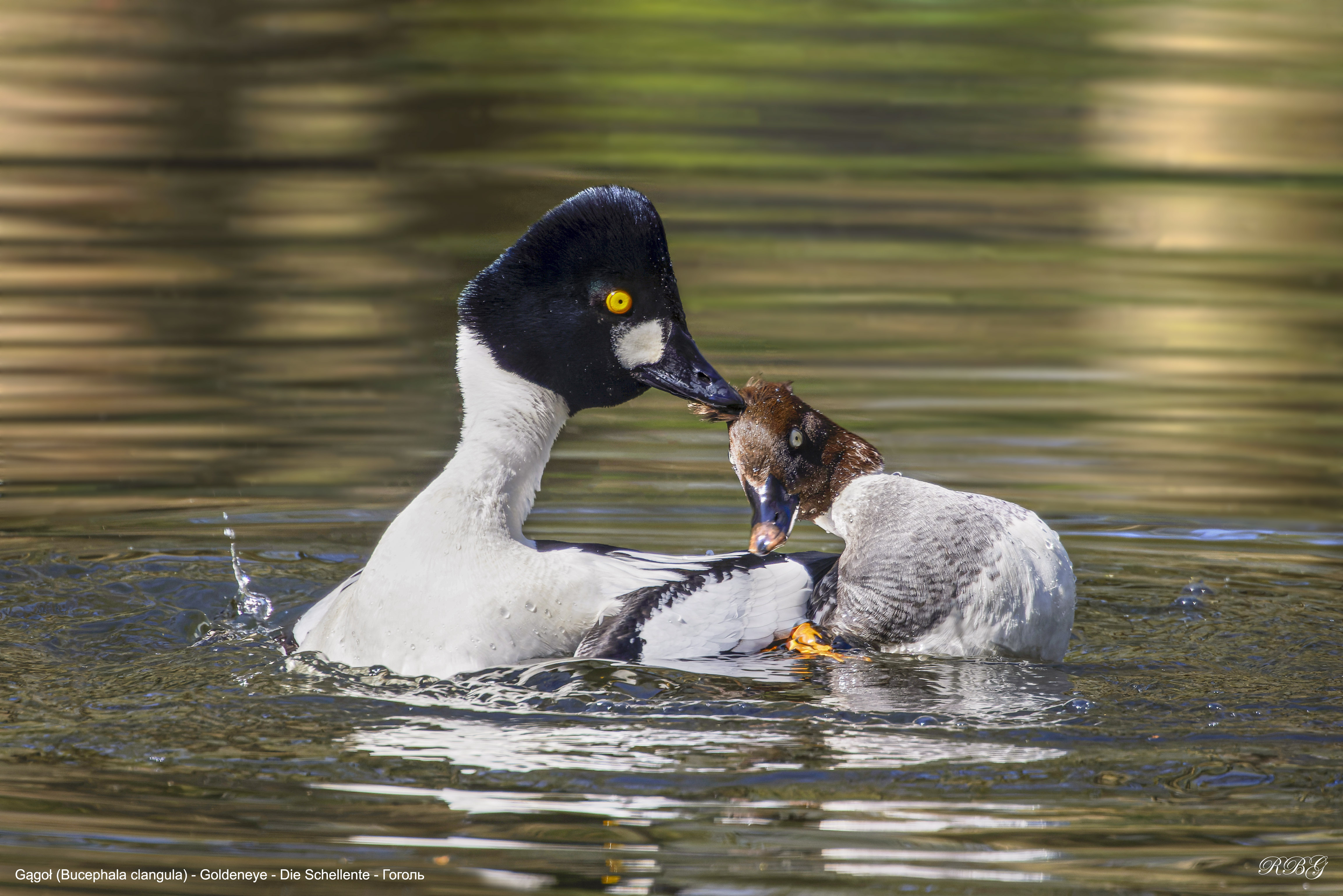 Gągoł, Bucephala clangula, Goldeneye, Die Schellente, Гоголь