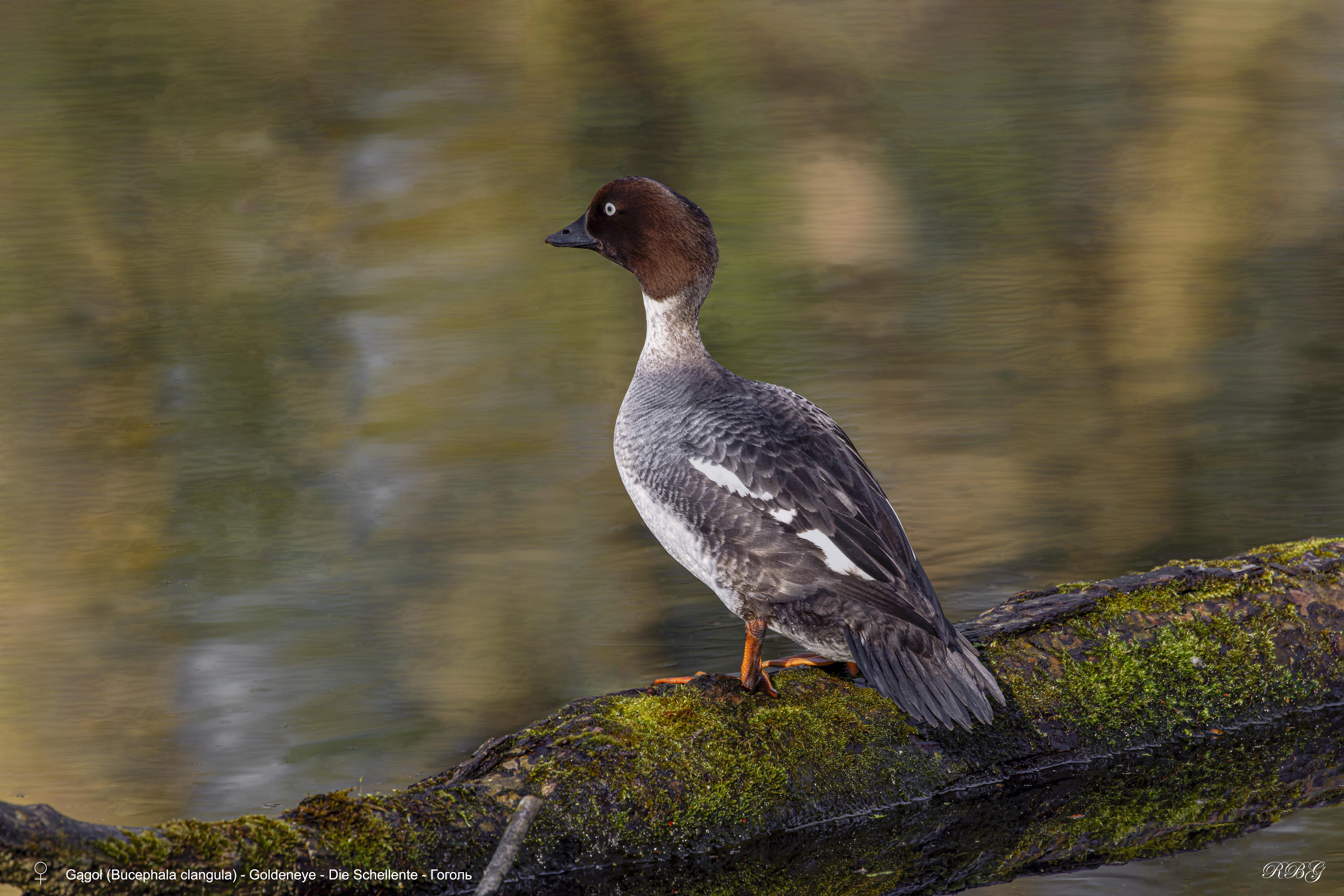 Gągoł, Bucephala clangula, Goldeneye, Die Schellente, Гоголь