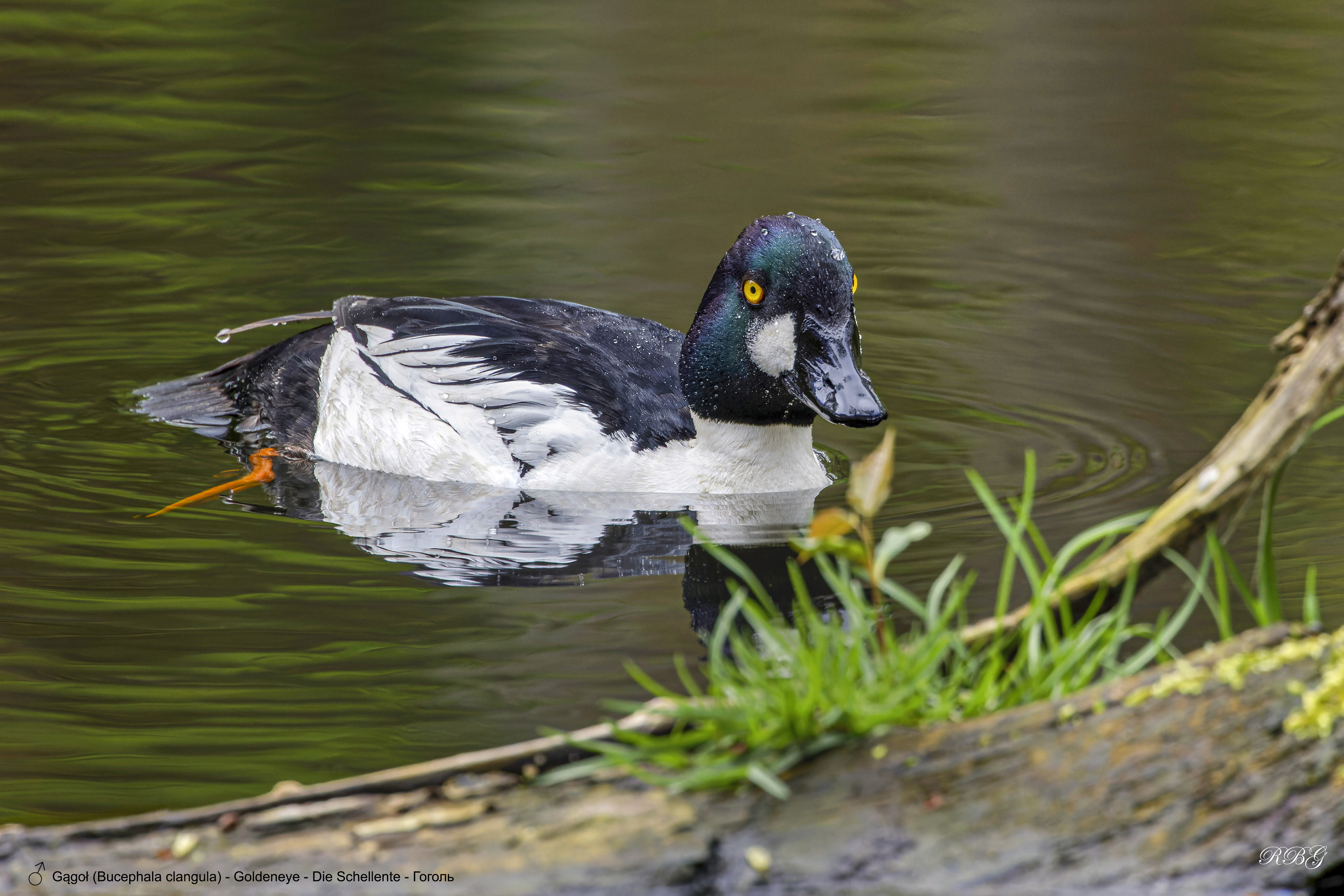 Gągoł, Bucephala clangula, Goldeneye, Die Schellente, Гоголь