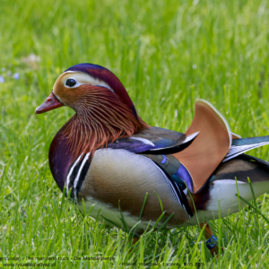 Mandarynka, Aix galericulata, The mandarin duck, Die Mandarinente