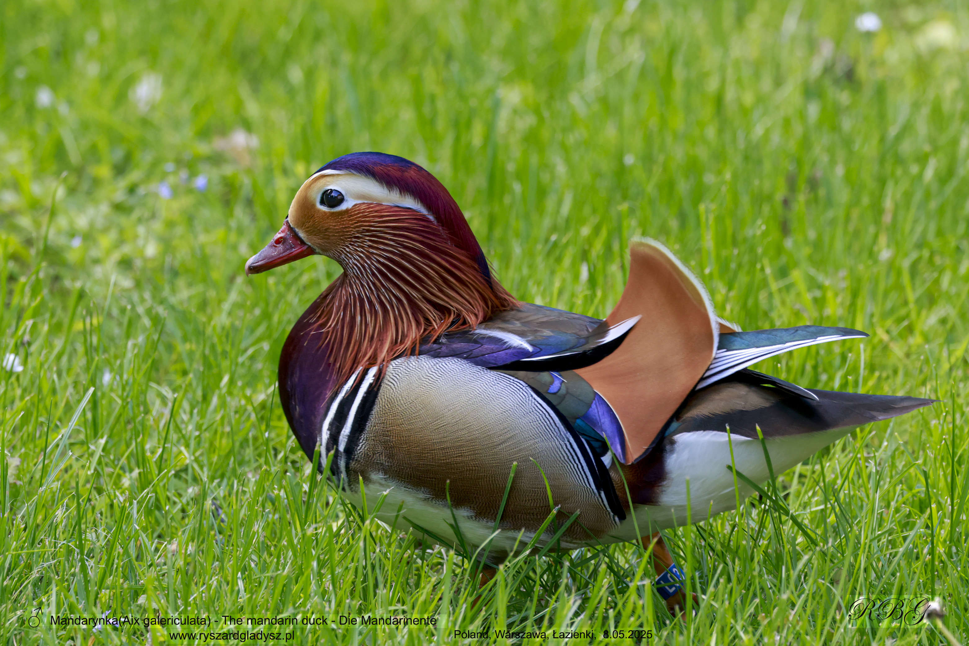 Mandarynka, Aix galericulata, The mandarin duck, Die Mandarinente