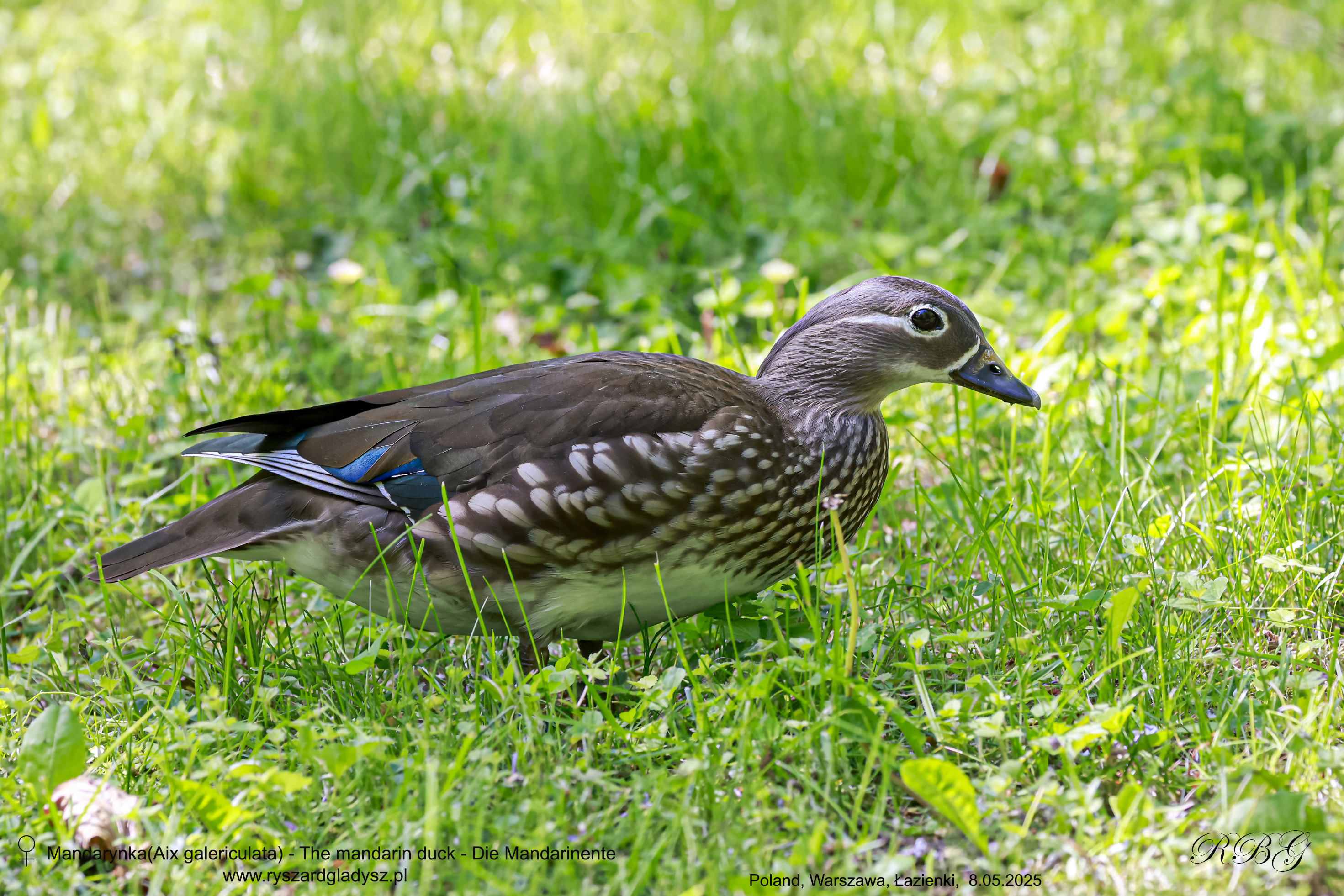 Mandarynka, Aix galericulata, The mandarin duck, Die Mandarinente