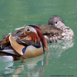 Mandarynka, Aix galericulata, The mandarin duck, Die Mandarinente