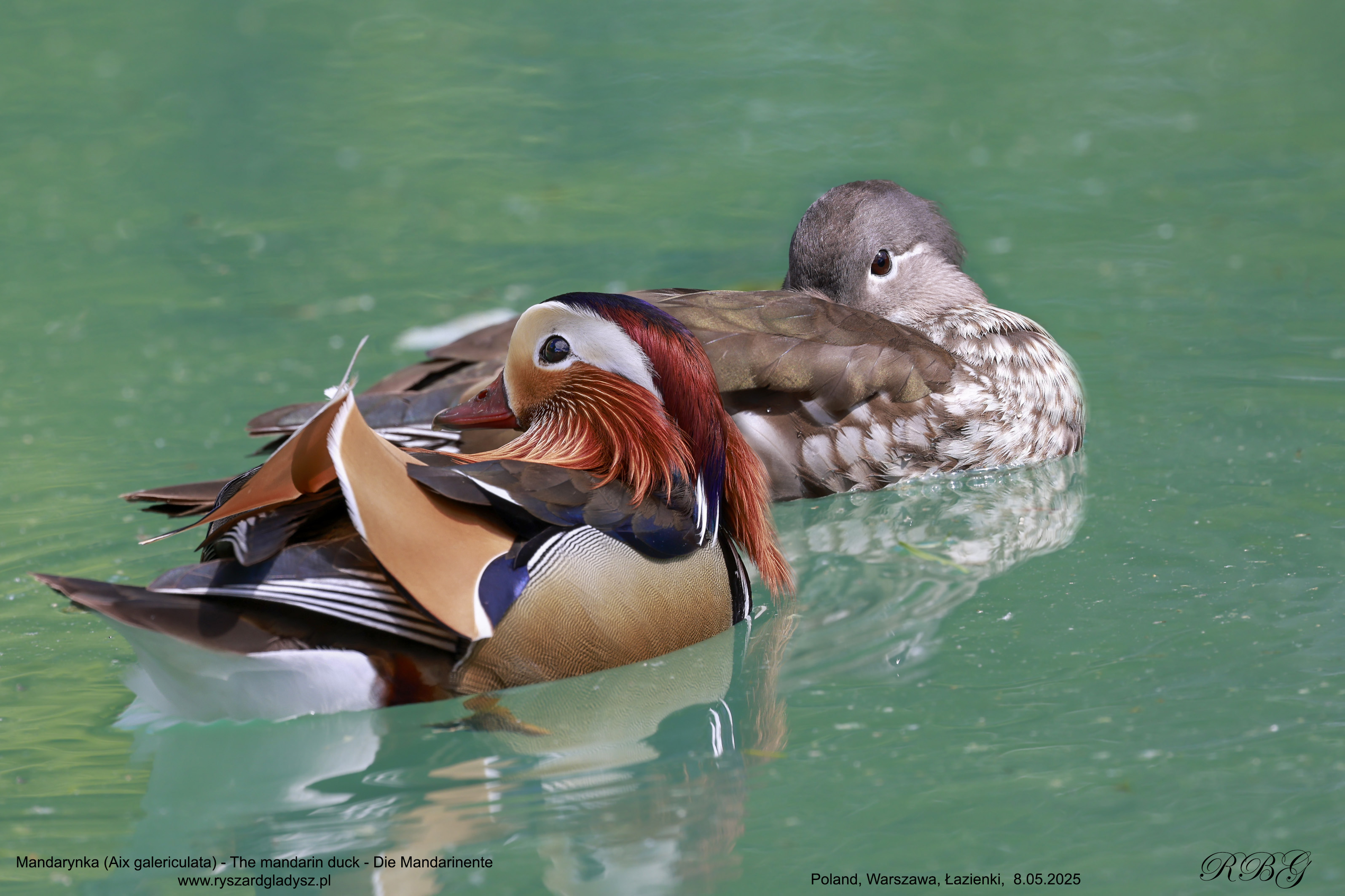 Mandarynka, Aix galericulata, The mandarin duck, Die Mandarinente