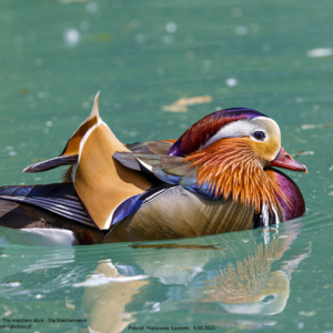 Mandarynka, Aix galericulata, The mandarin duck, Die Mandarinente