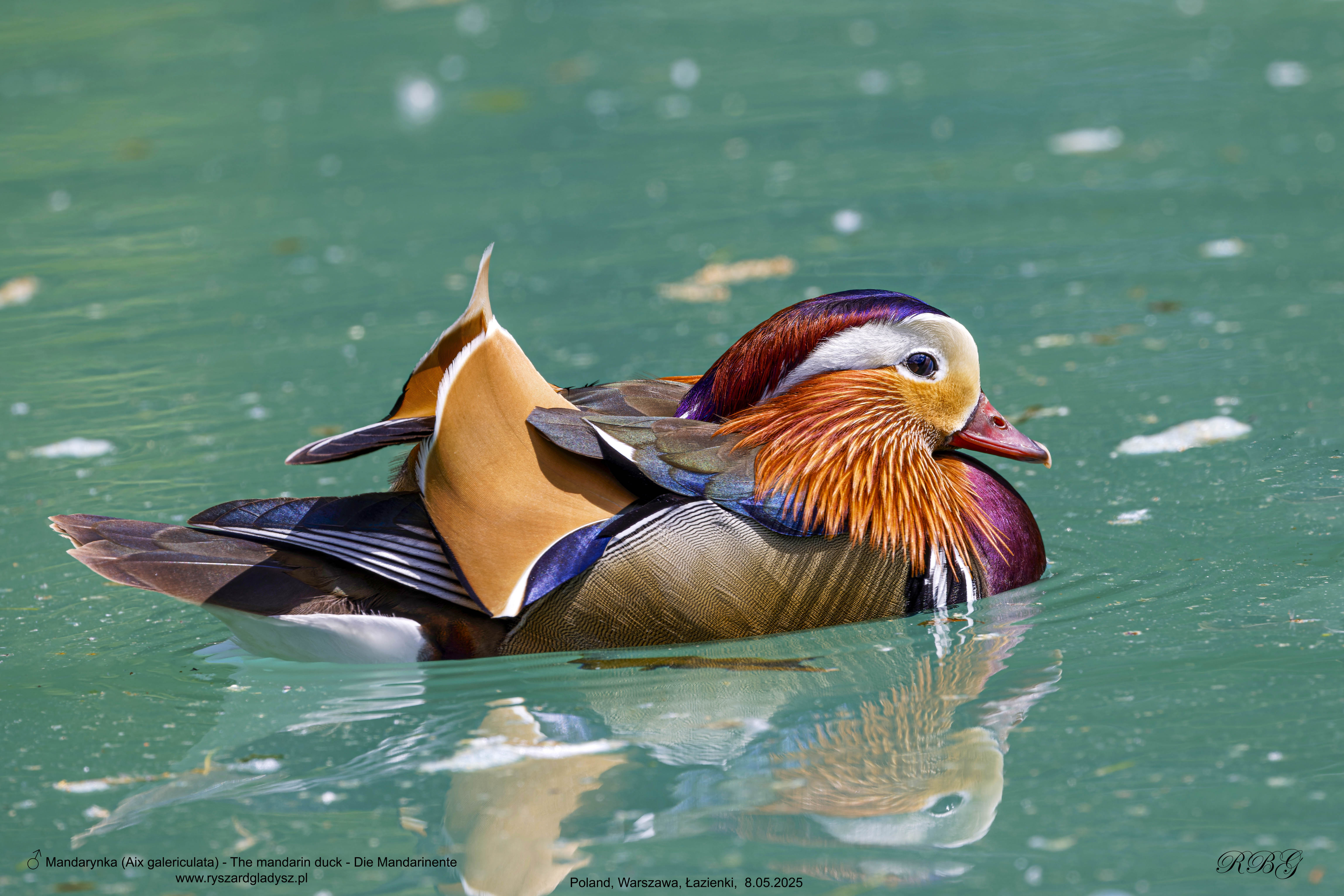 Mandarynka, Aix galericulata, The mandarin duck, Die Mandarinente
