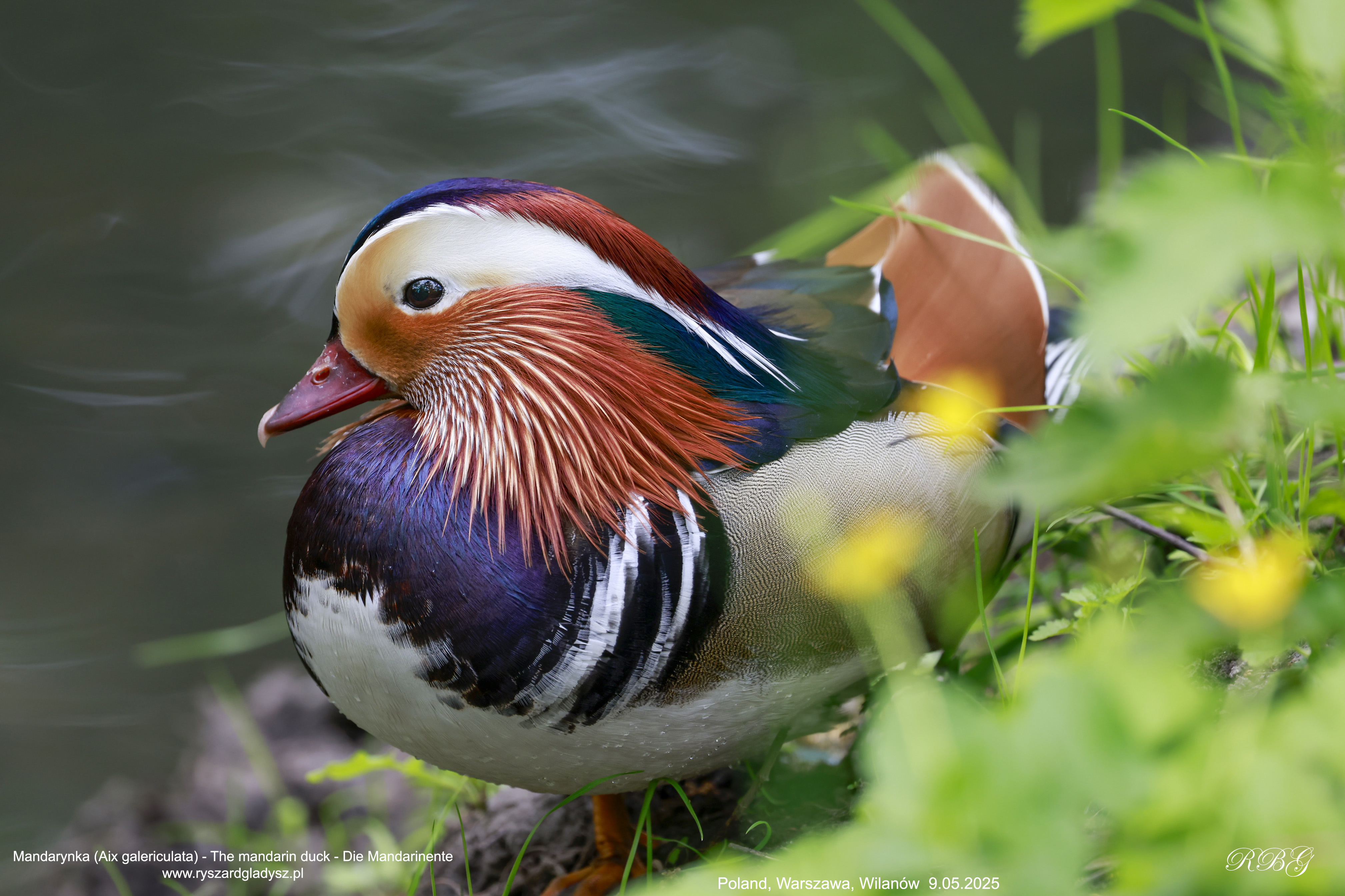 Mandarynka, Aix galericulata, The mandarin duck, Die Mandarinente Ptaki, kaczki, kaczkowate, birds, Vogel, Vögel
