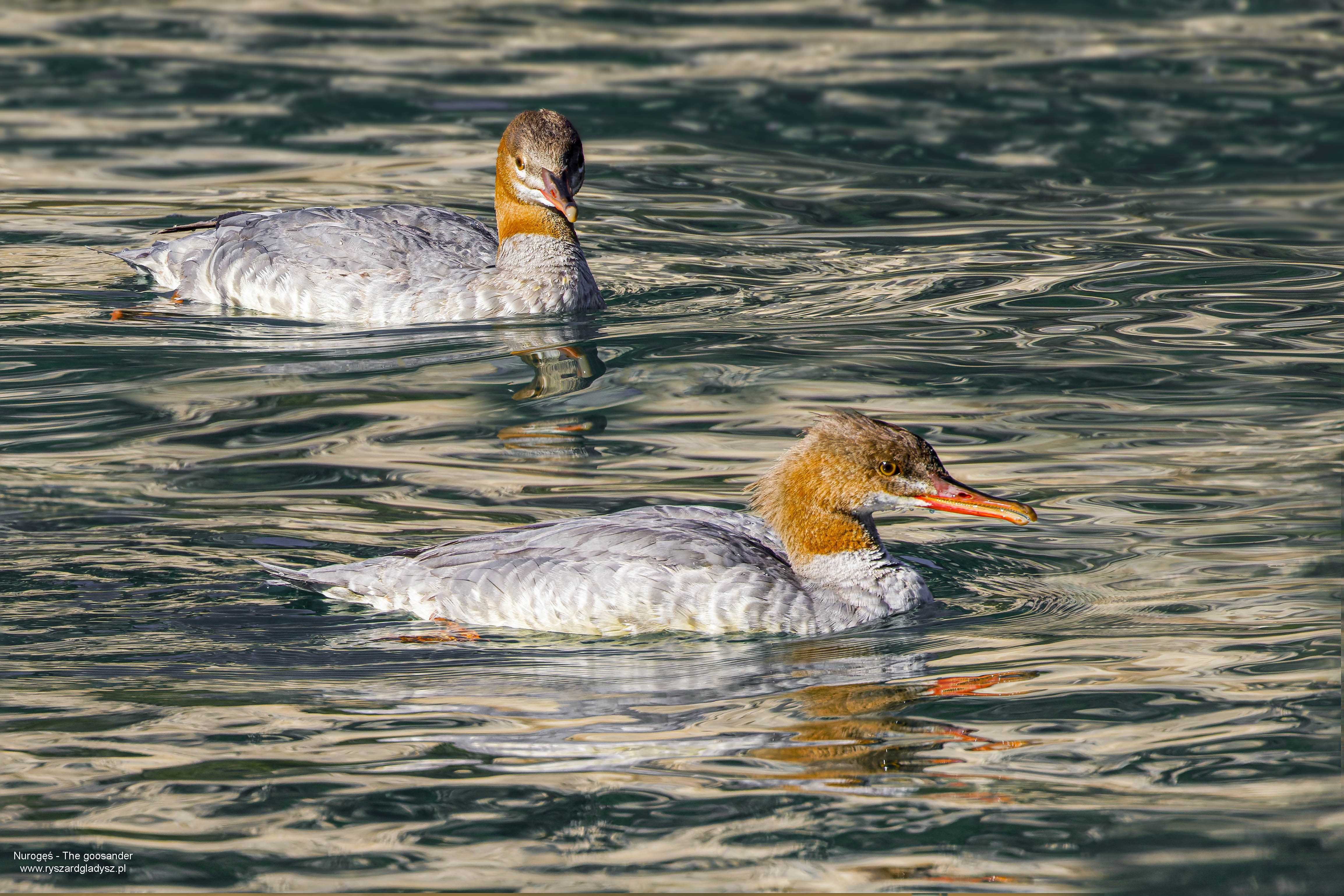 Nurogęś, Mergus merganser, Goosander, Der Gänsesäger, Большой крохаль