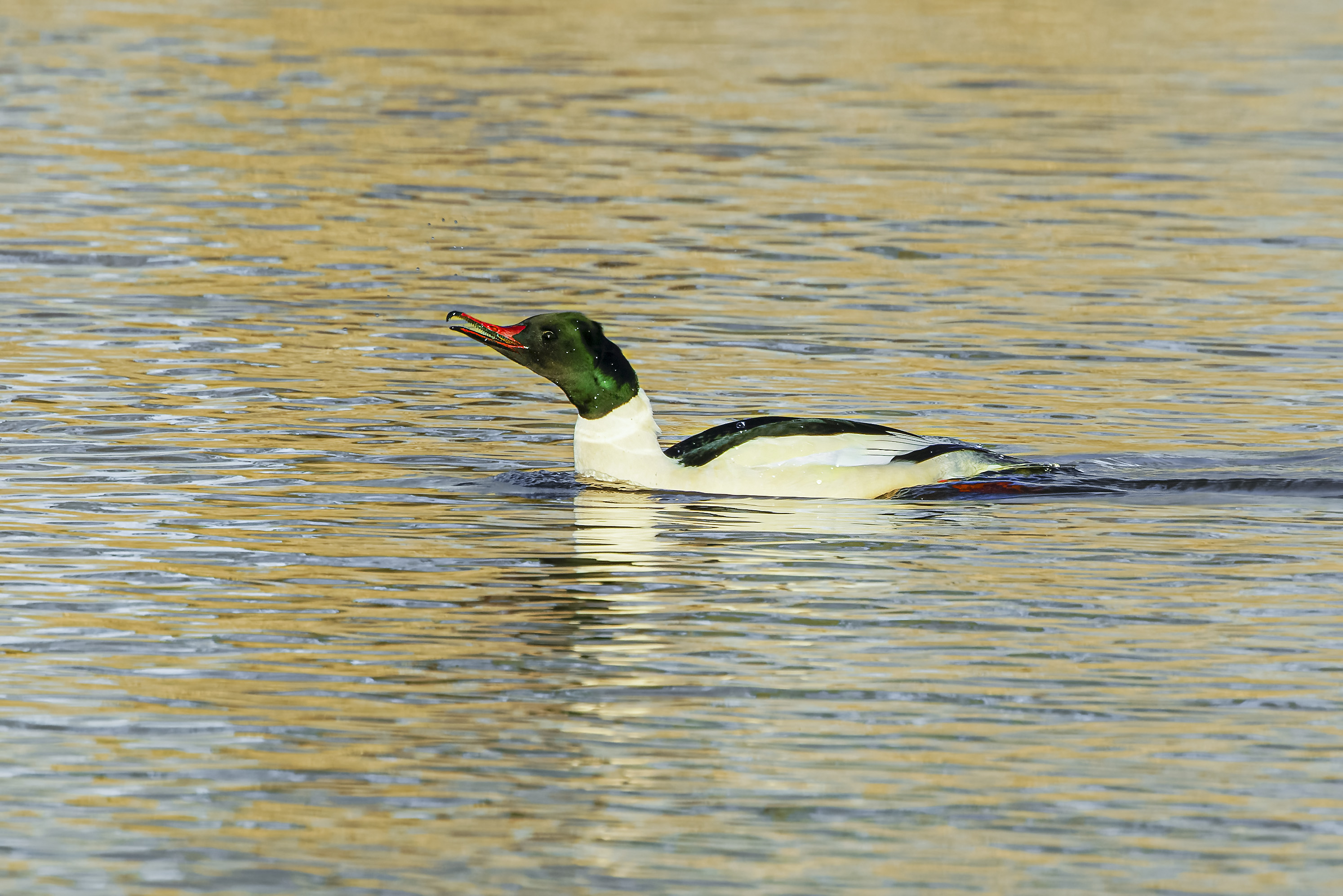 Nurogęś, Mergus merganser, Goosander, Der Gänsesäger, Большой крохаль