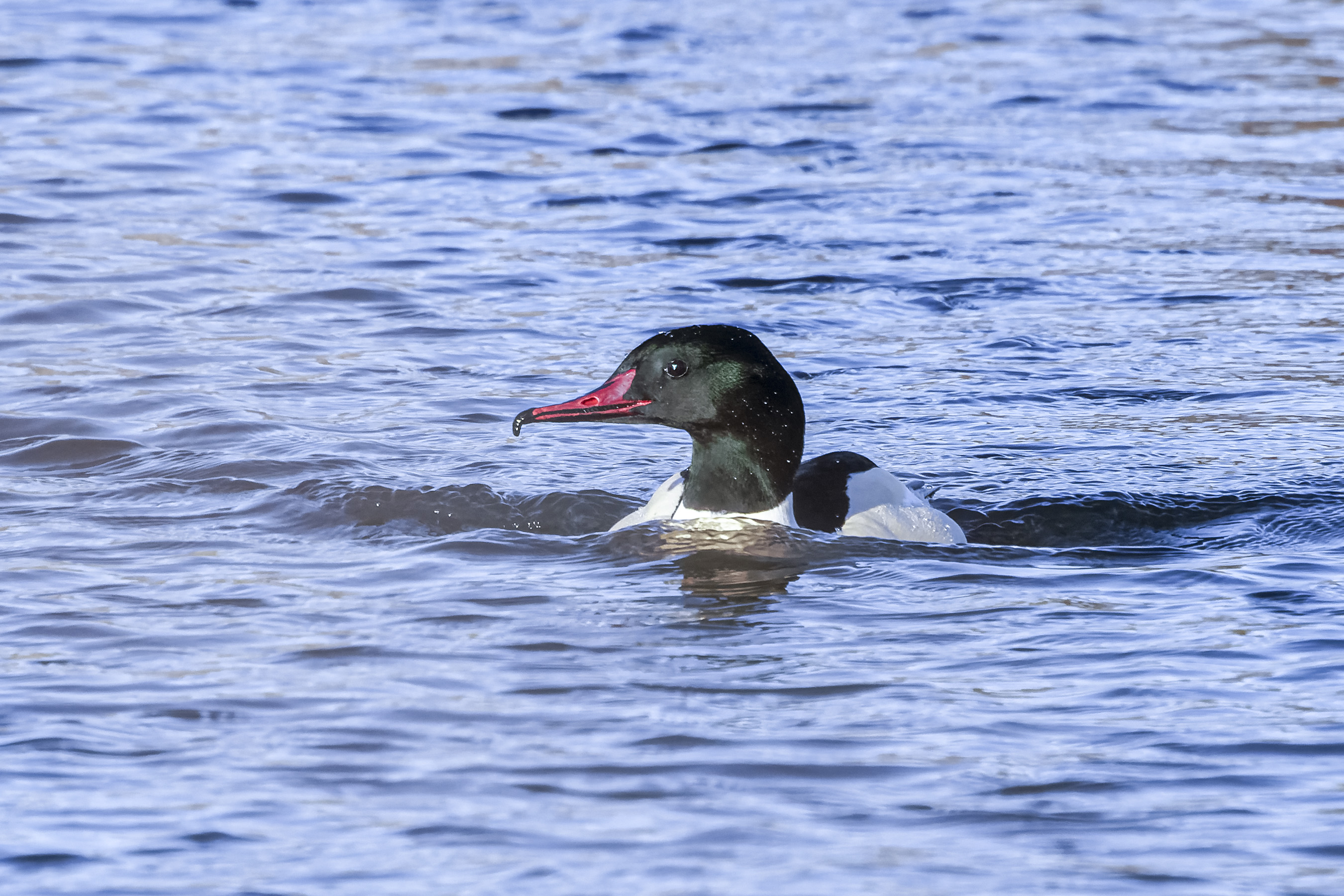 Nurogęś, Mergus merganser, Goosander, Der Gänsesäger, Большой крохаль