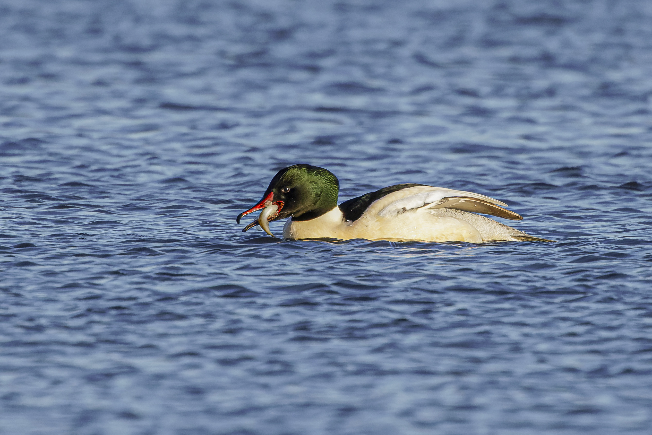 Nurogęś, Mergus merganser, Goosander, Der Gänsesäger, Большой крохаль