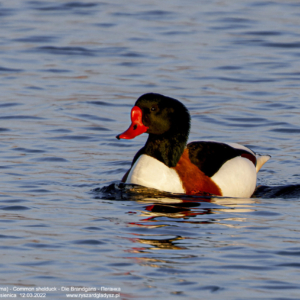Ohar, Tadorna tadorna, Common shelduck, Die Brandgans, Пеганка