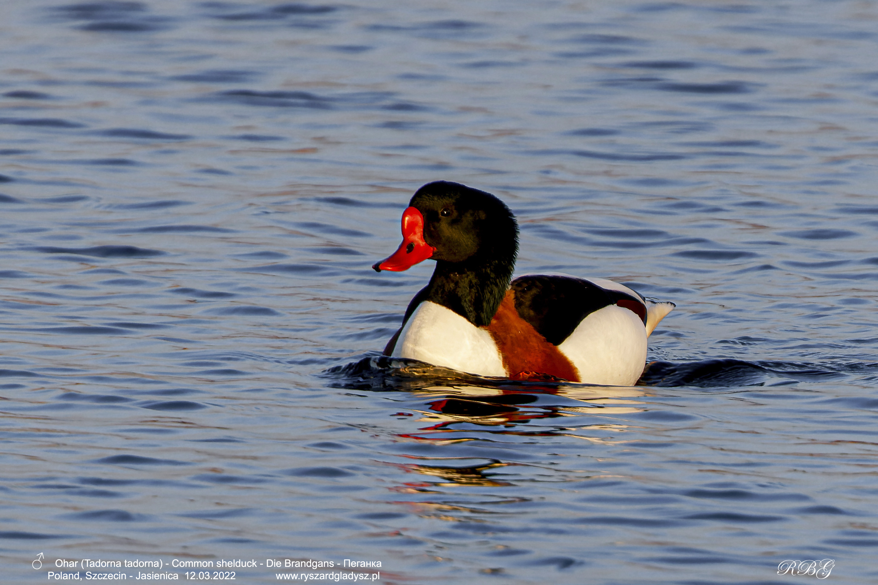 Ohar, Tadorna tadorna, Common shelduck, Die Brandgans, Пеганка