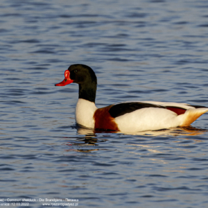 Ohar, Tadorna tadorna, Common shelduck, Die Brandgans, Пеганка