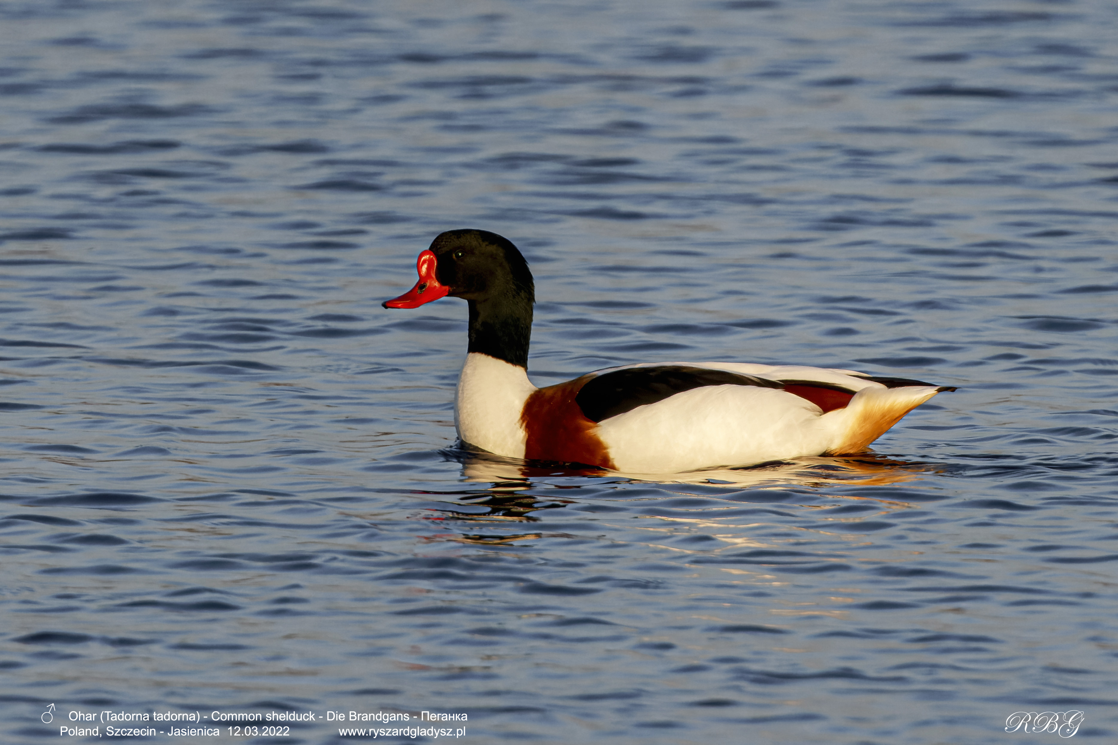 Ohar, Tadorna tadorna, Common shelduck, Die Brandgans, Пеганка