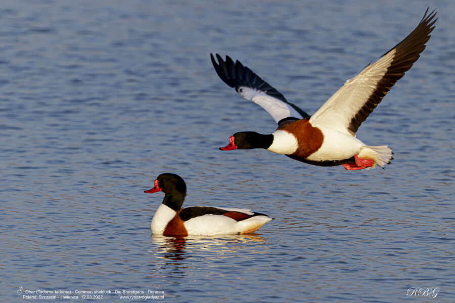 Ohar, Tadorna tadorna, The Common shelduck, Die Brandgans, Пеганка Ptaki, kaczki, kaczkowate, podgorzelec, kaczka norowa, blaszkodziobe, birds, Vogel, Vögel