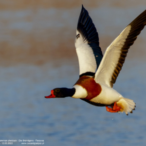 Ohar, Tadorna tadorna, Common shelduck, Die Brandgans, Пеганка