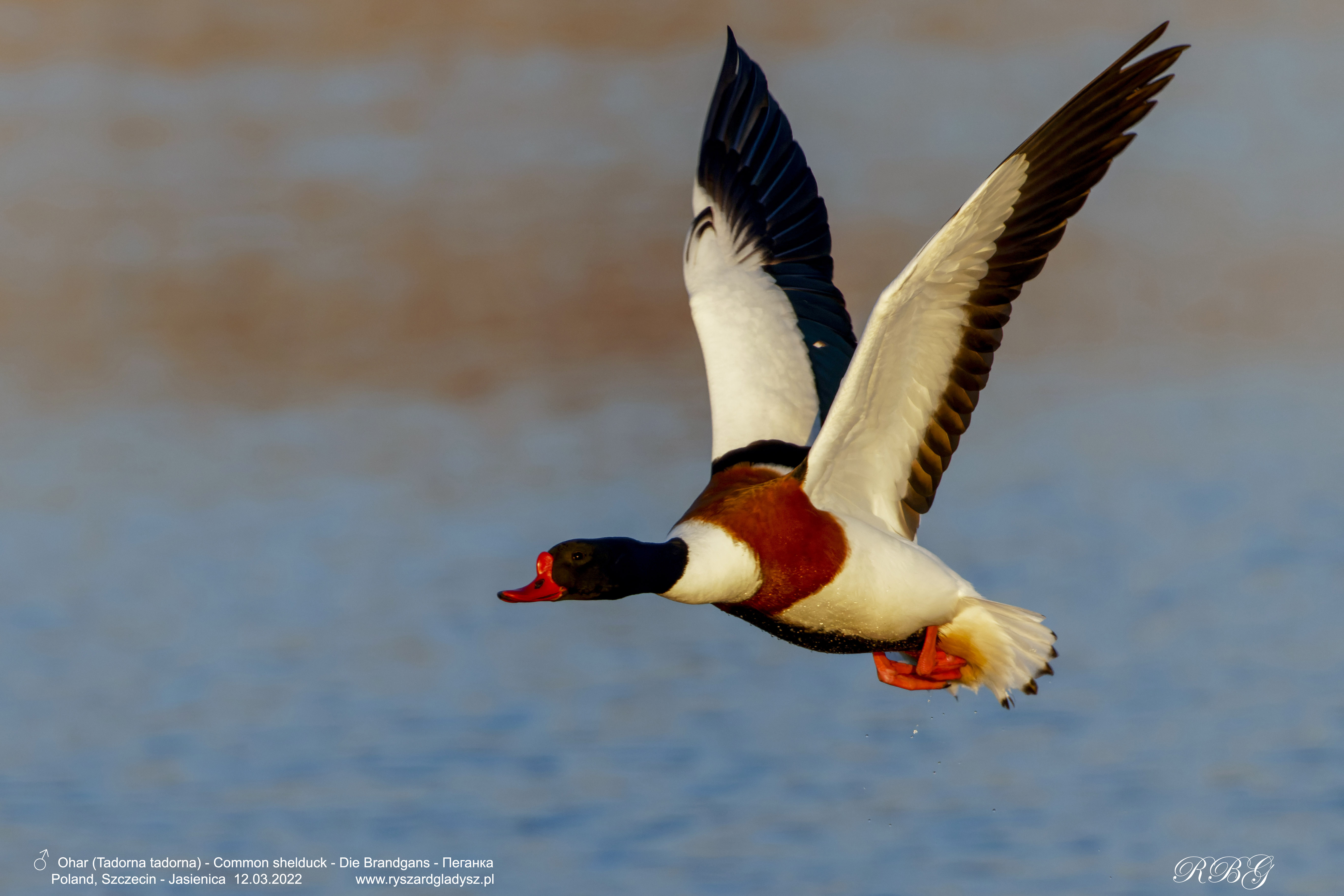 Ohar, Tadorna tadorna, Common shelduck, Die Brandgans, Пеганка