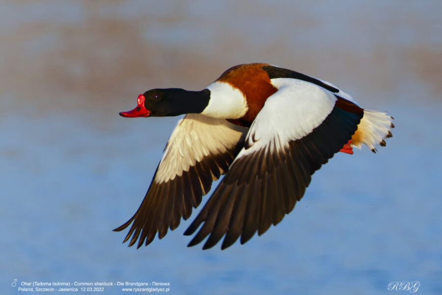 Ohar, Tadorna tadorna, The Common shelduck, Die Brandgans, Пеганка Ptaki, kaczki, kaczkowate, podgorzelec, kaczka norowa, blaszkodziobe, birds, Vogel, Vögel