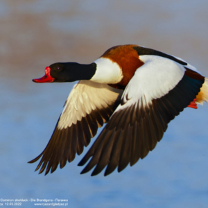 Ohar, Tadorna tadorna, Common shelduck, Die Brandgans, Пеганка
