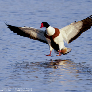 Ohar, Tadorna tadorna, Common shelduck, Die Brandgans, Пеганка