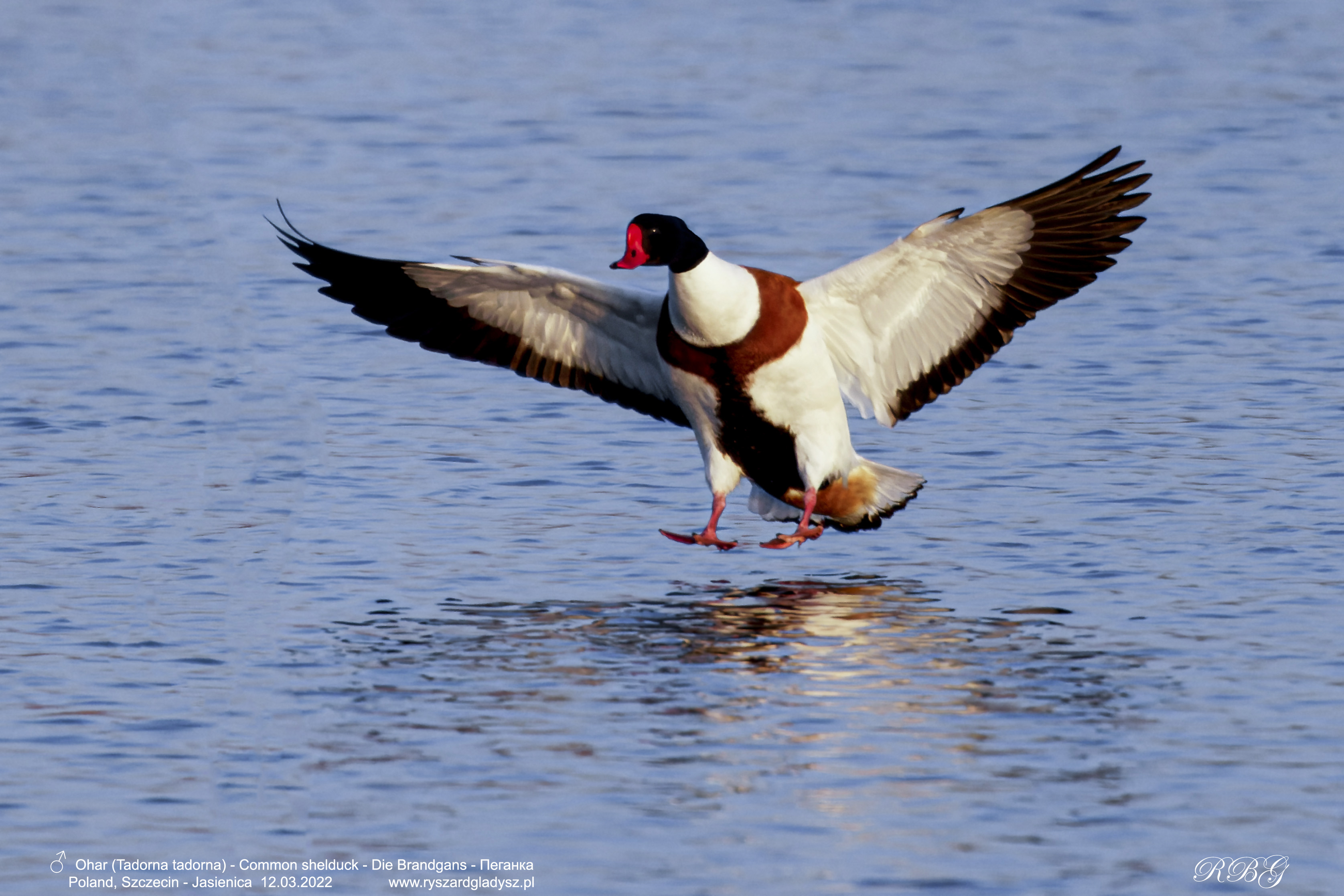 Ohar, Tadorna tadorna, Common shelduck, Die Brandgans, Пеганка