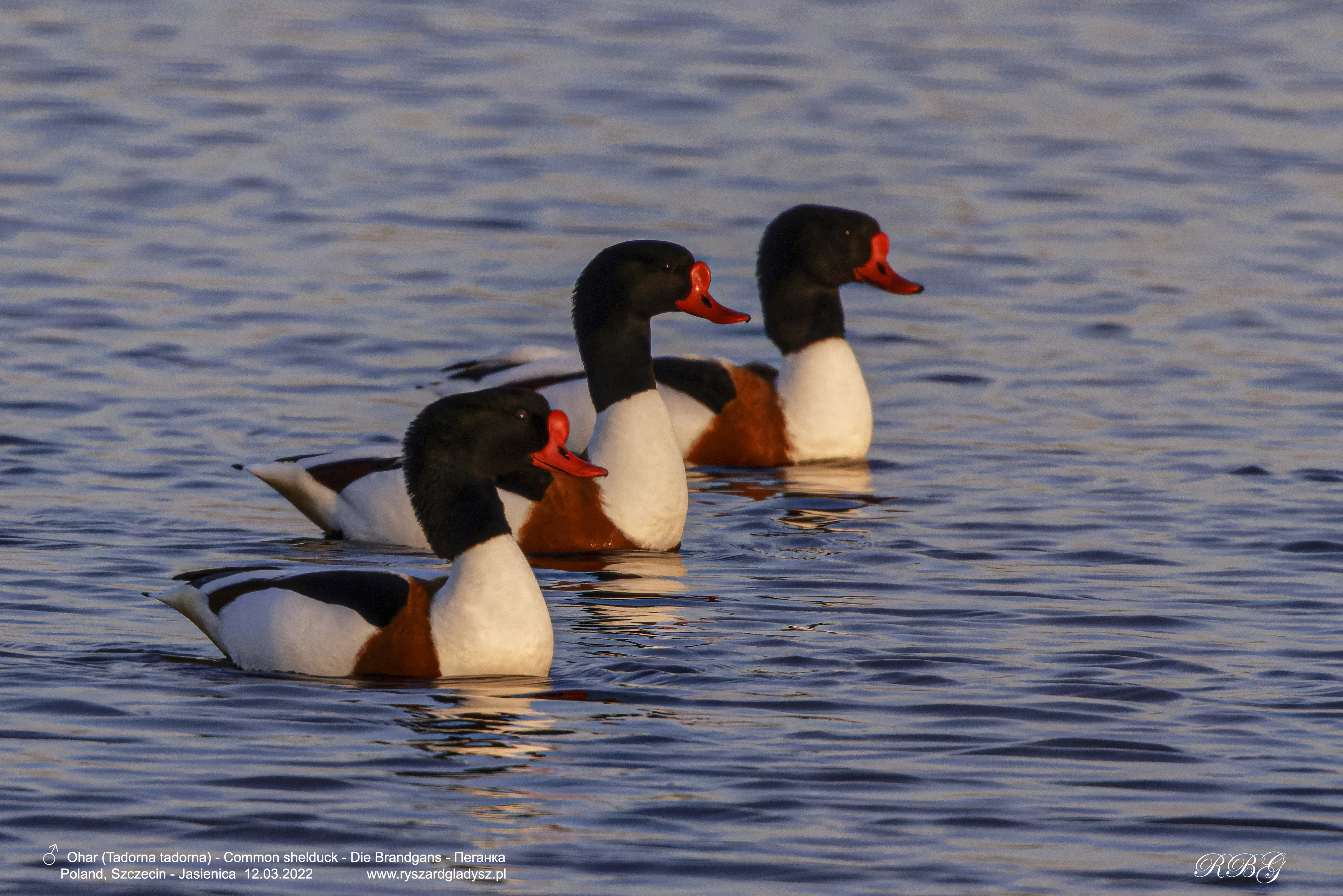 Ohar, Tadorna tadorna, Common shelduck, Die Brandgans, Пеганка