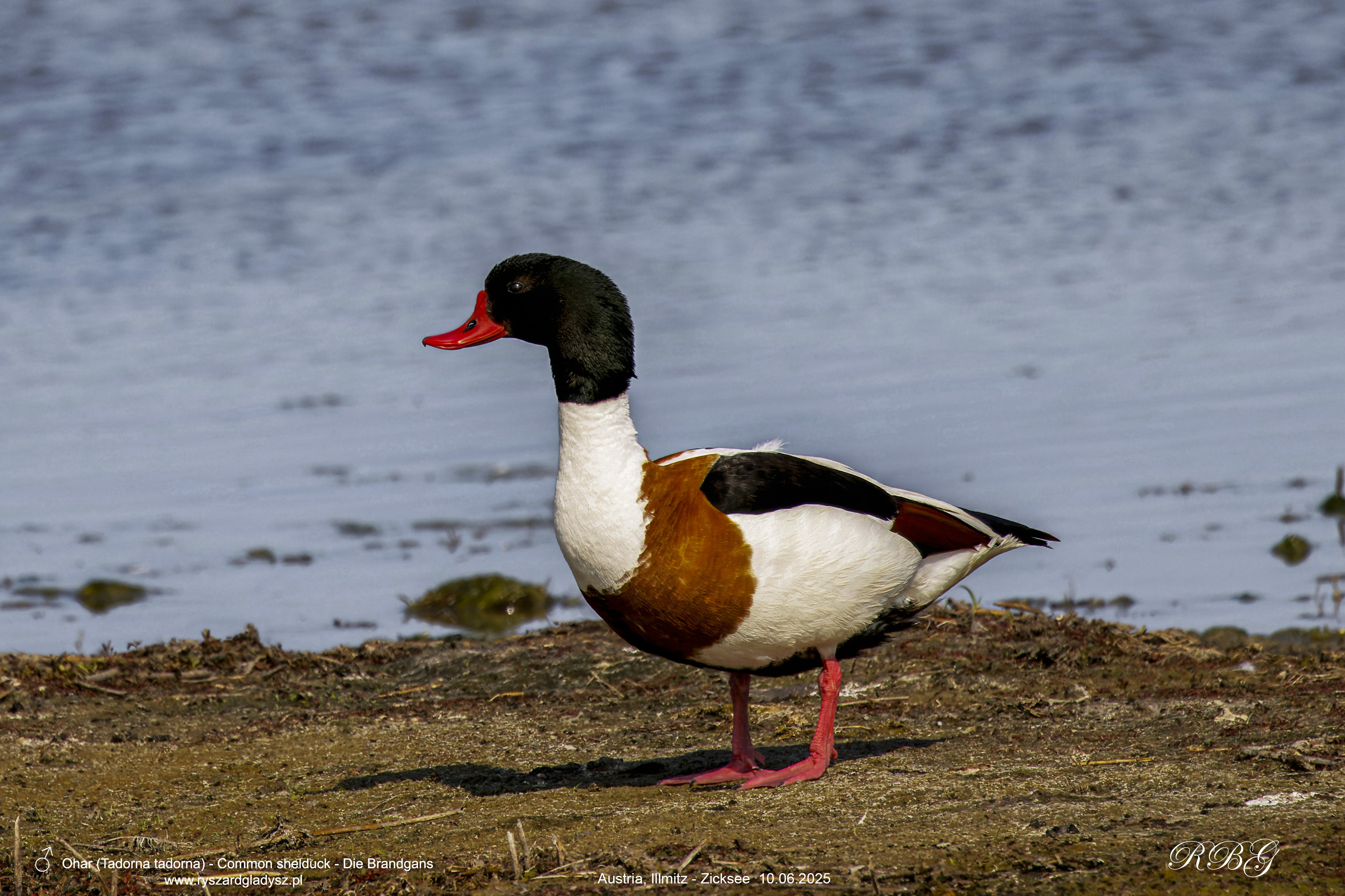 Ohar, Tadorna tadorna, Common shelduck, Die Brandgans, Пеганка