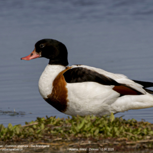 Ohar, Tadorna tadorna, The Common shelduck, Die Brandgans, Пеганка Ptaki, kaczki, kaczkowate, podgorzelec, kaczka norowa, blaszkodziobe, birds, Vogel, Vögel
