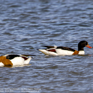 Ohar, Tadorna tadorna, Common shelduck, Die Brandgans, Пеганка