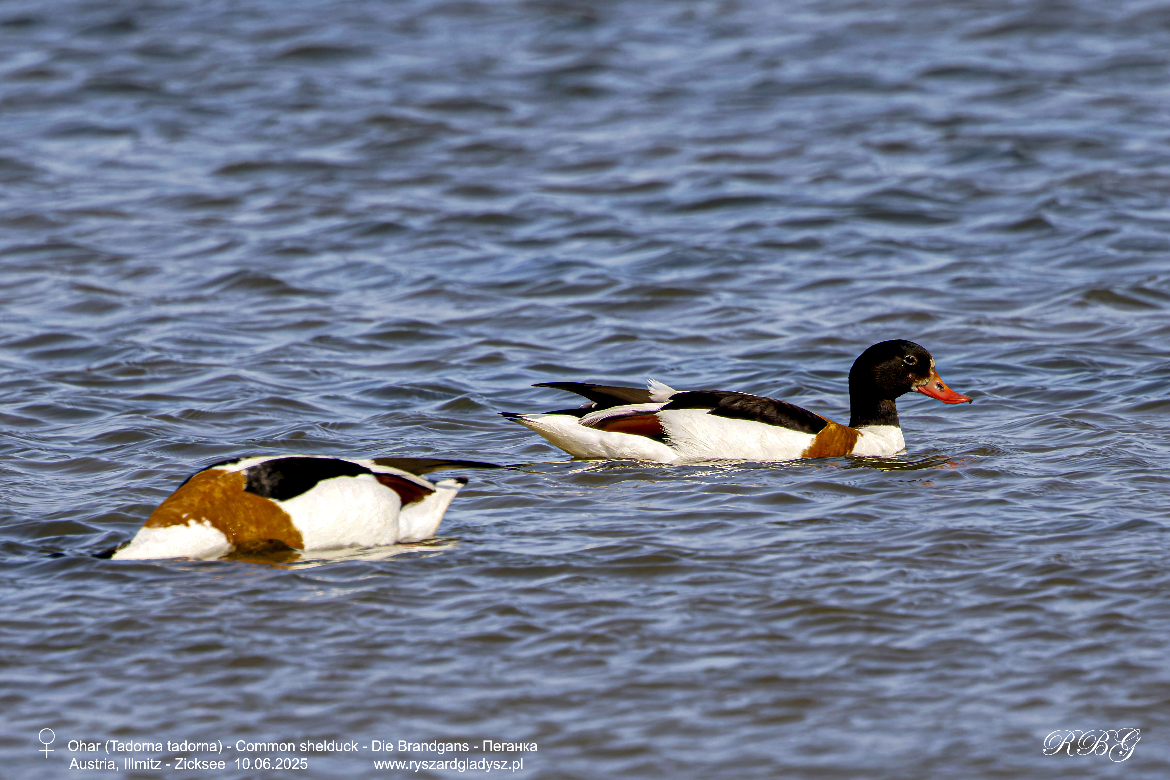 Ohar, Tadorna tadorna, Common shelduck, Die Brandgans, Пеганка
