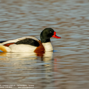 Ohar, Tadorna tadorna, Common shelduck, Die Brandgans, Пеганка