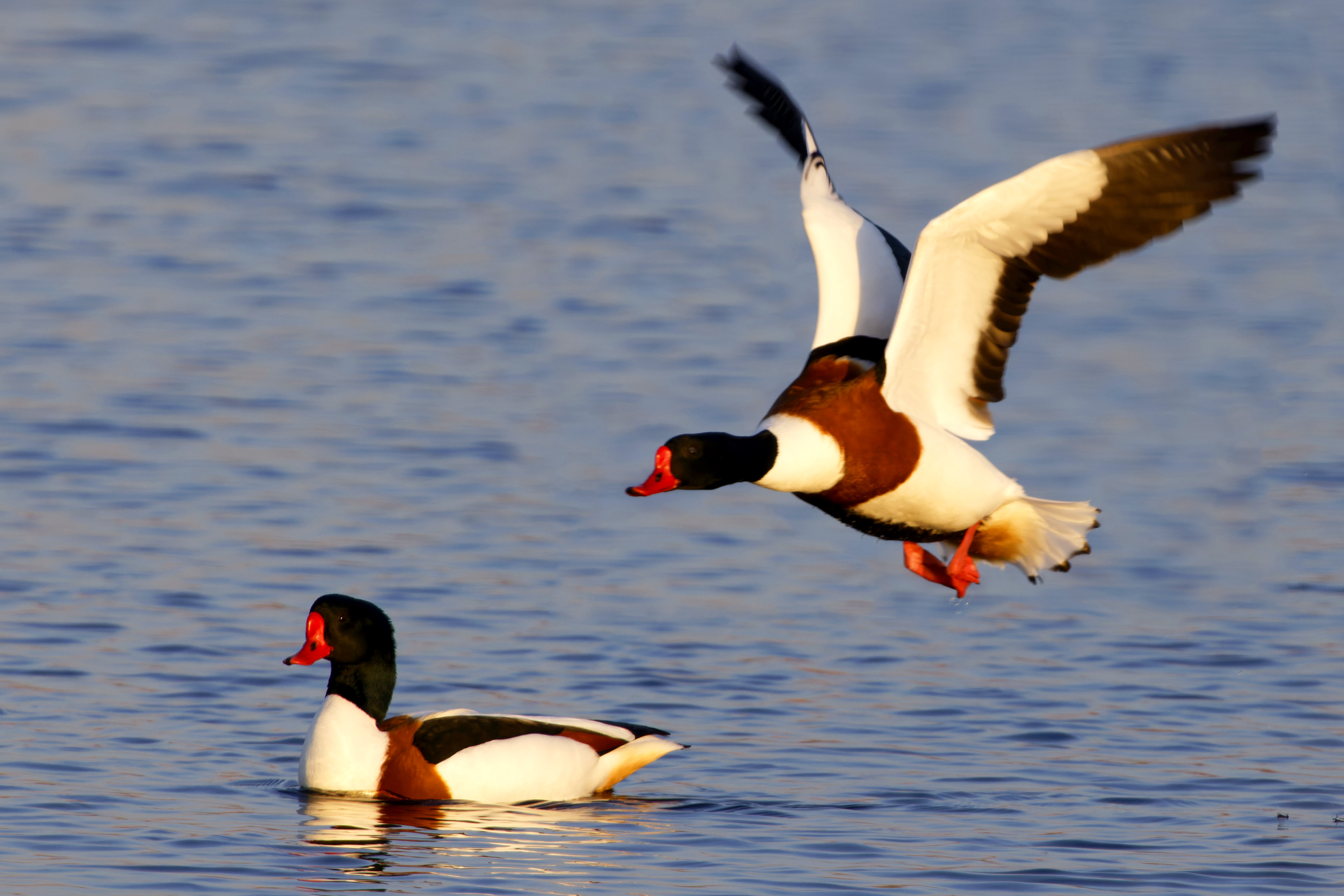 Ohar, Tadorna tadorna, Common shelduck, Die Brandgans, Пеганка