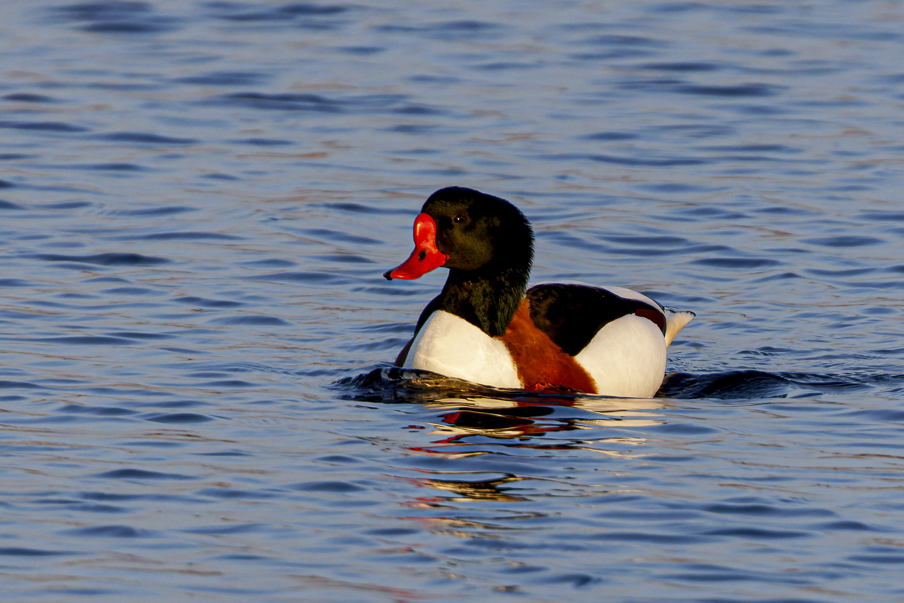 Ohar, Tadorna tadorna, Common shelduck, Die Brandgans, Пеганка