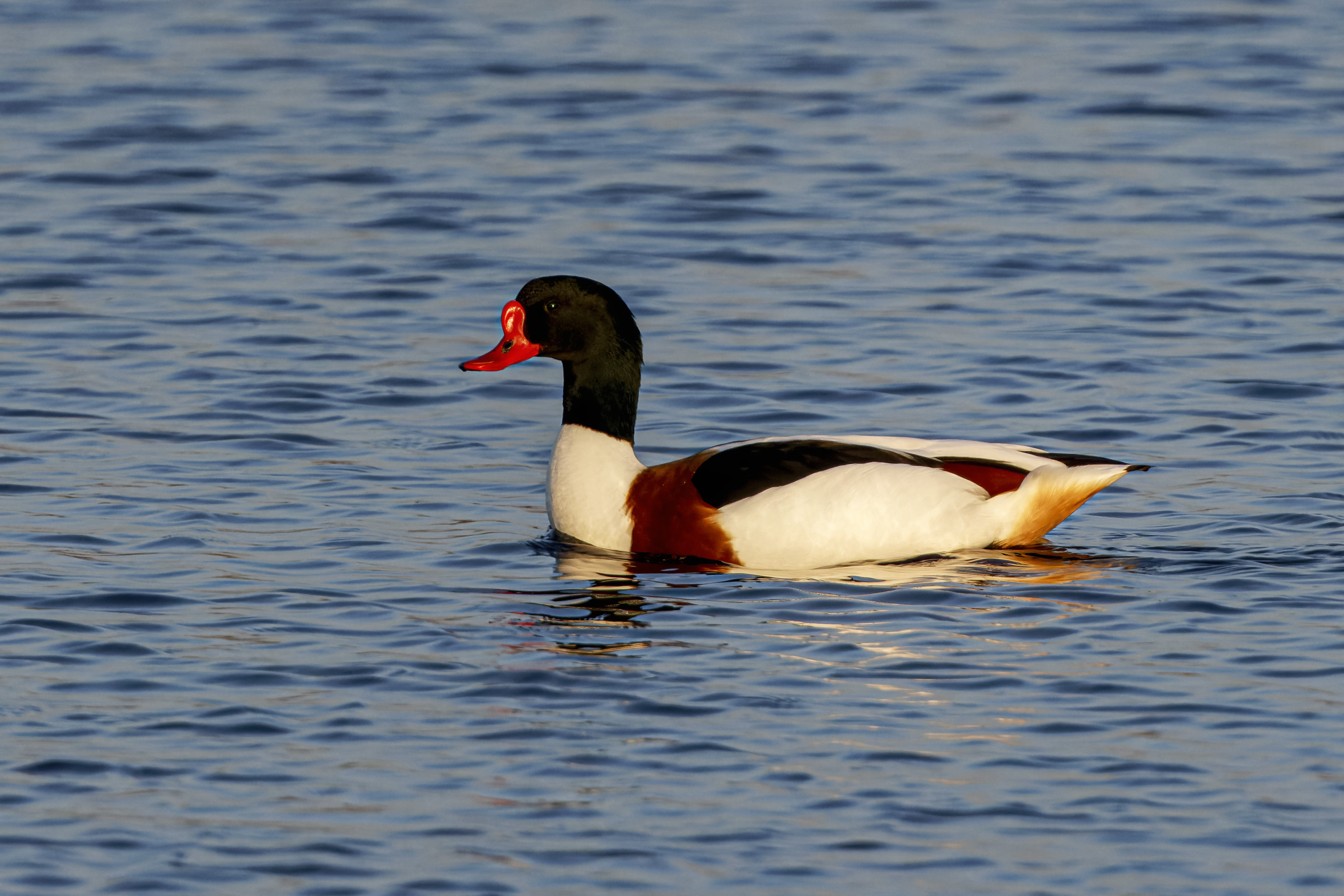 Ohar, Tadorna tadorna, Common shelduck, Die Brandgans, Пеганка