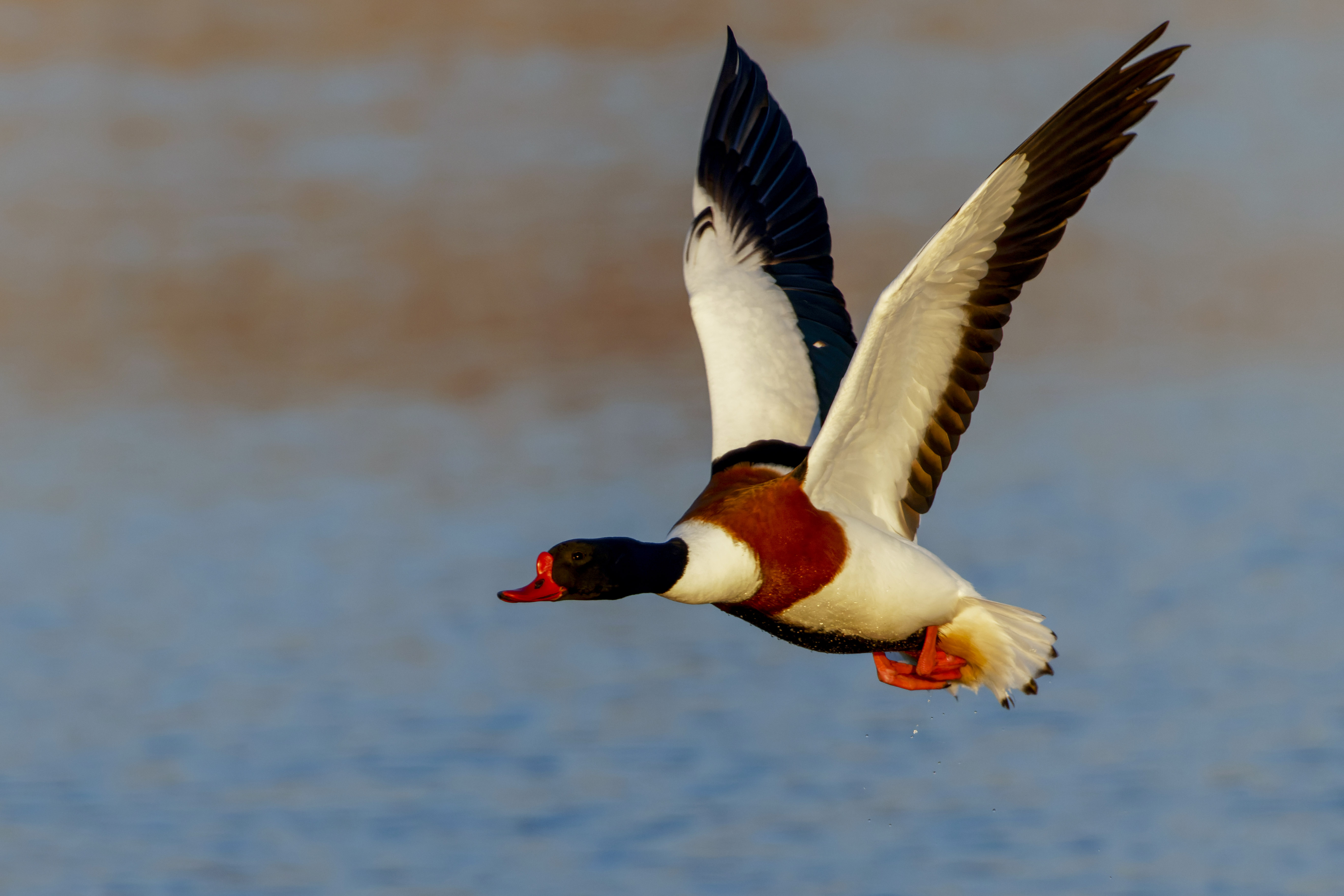 Ohar, Tadorna tadorna, Common shelduck, Die Brandgans, Пеганка