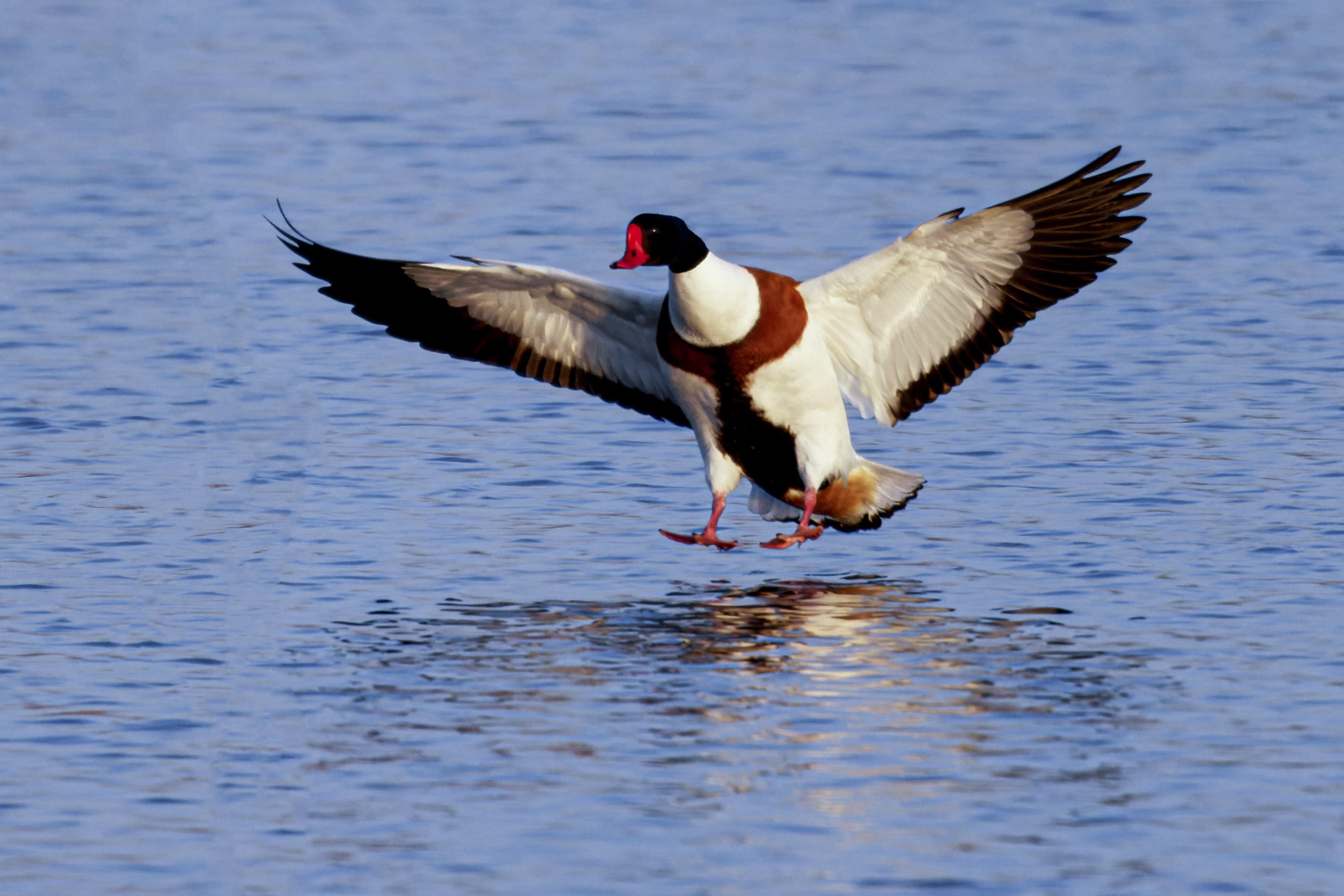 Ohar, Tadorna tadorna, Common shelduck, Die Brandgans, Пеганка