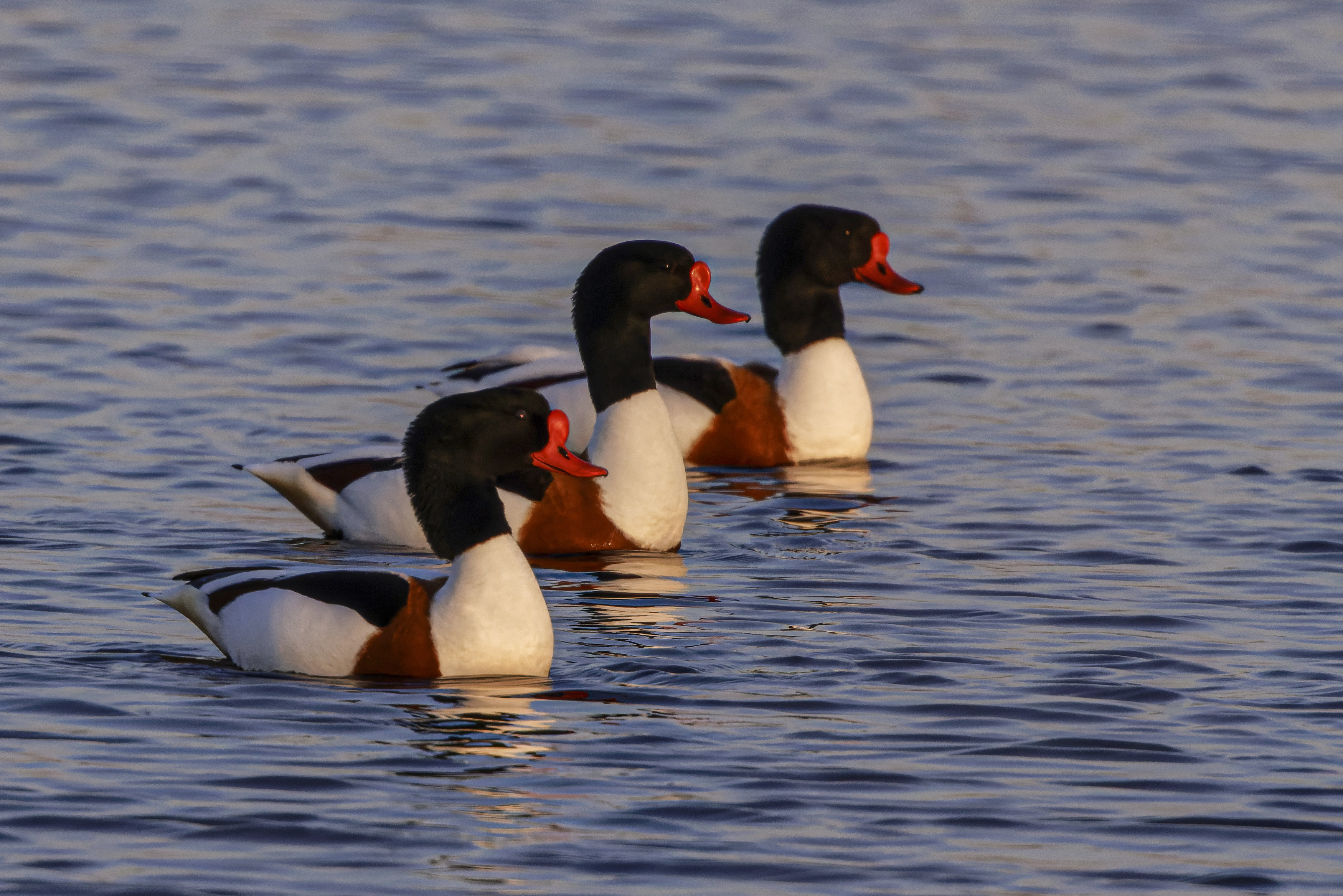 Ohar, Tadorna tadorna, Common shelduck, Die Brandgans, Пеганка