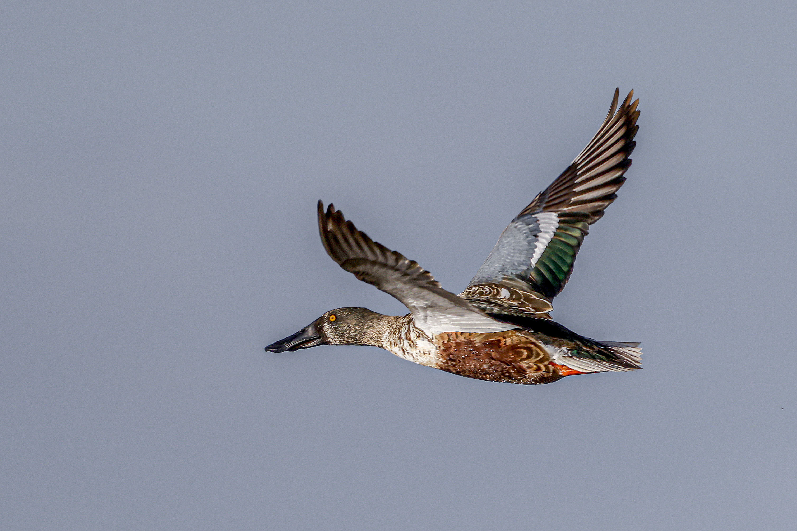 Płaskonos, Spatula clypeata, Shoveler, Die Löffelente, Широконоска